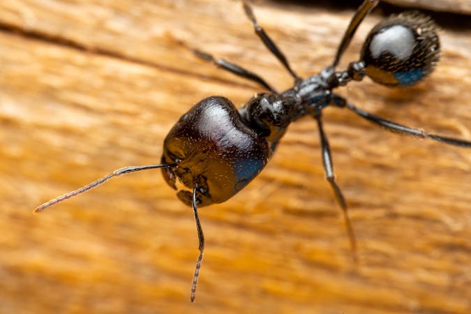 Everything You Should Know About Ant Control In The Bronx