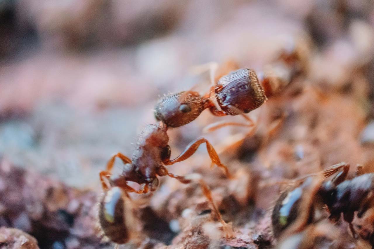 ants-blog size}