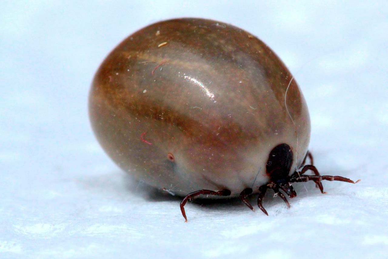 engorged tick-blog size