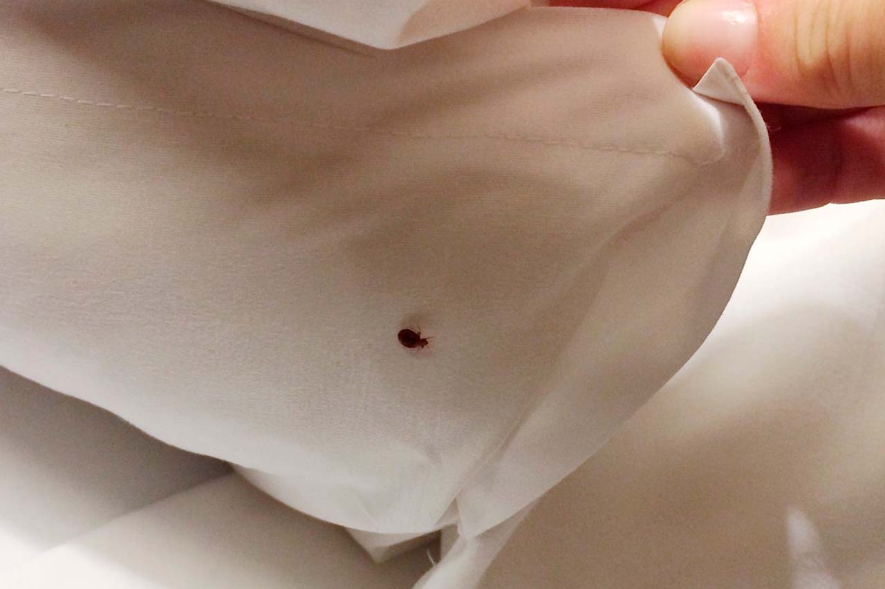 Bed Bug_blog size