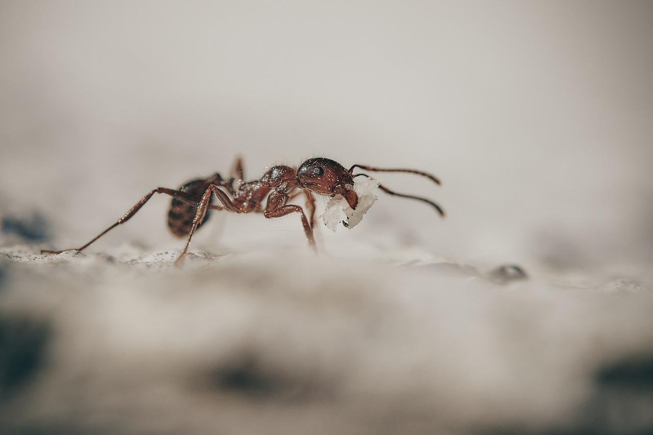 ants biting food}