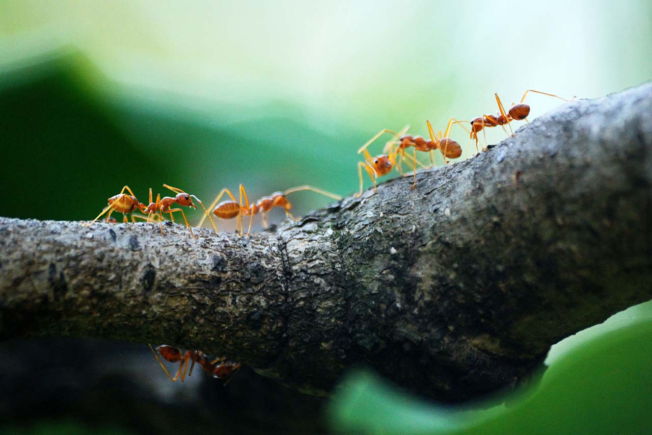 ants on a branch}