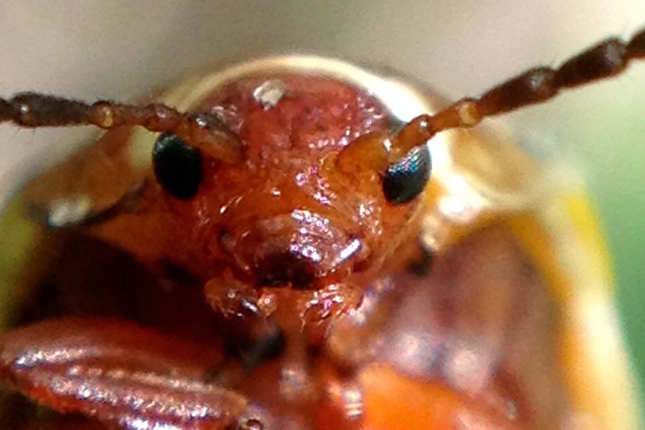 close up termite