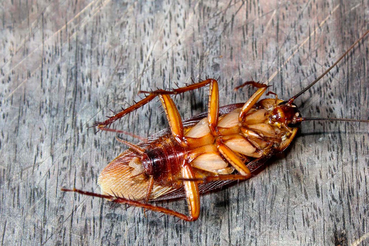 cockroach -blog size