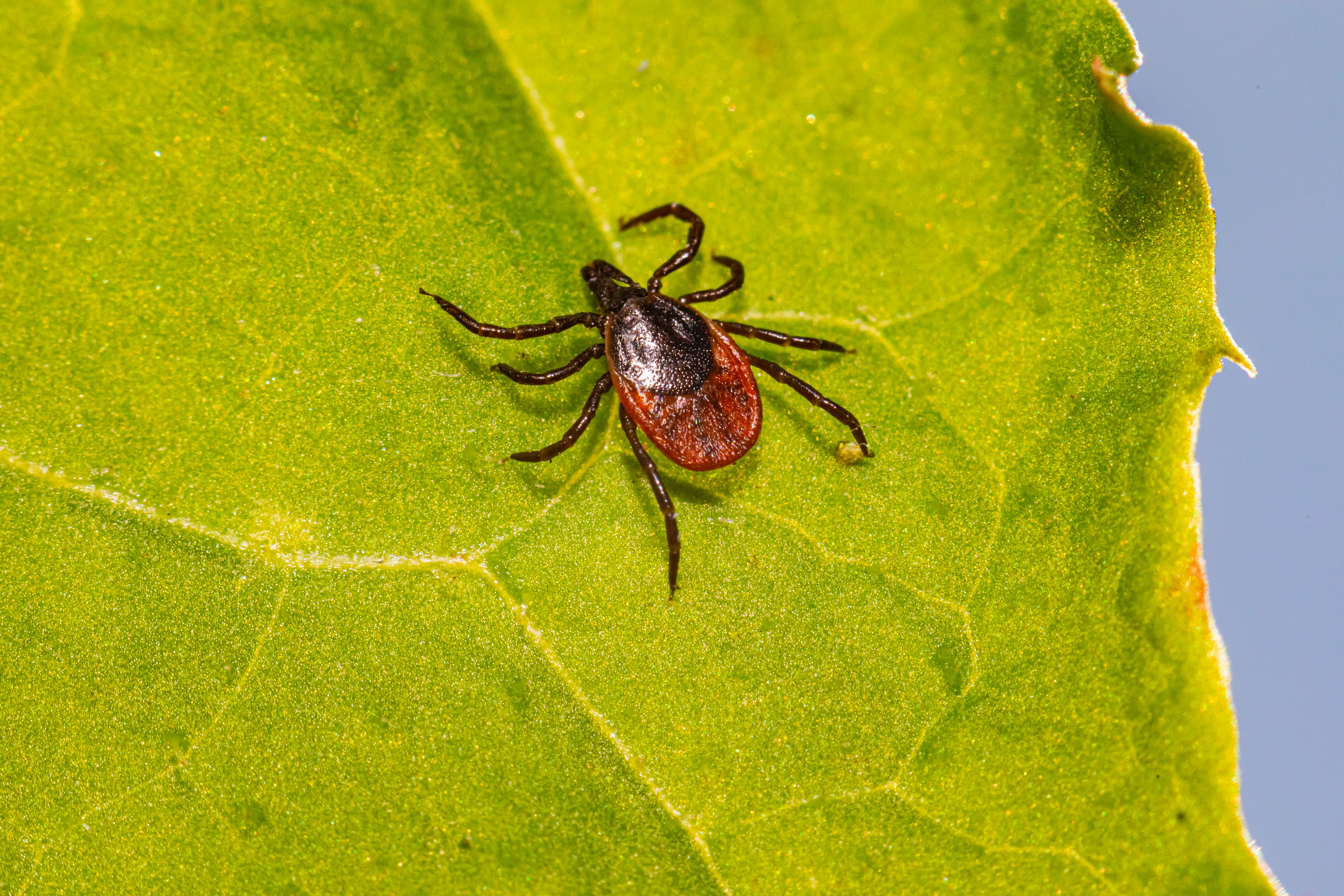 deer tick on a leaf}