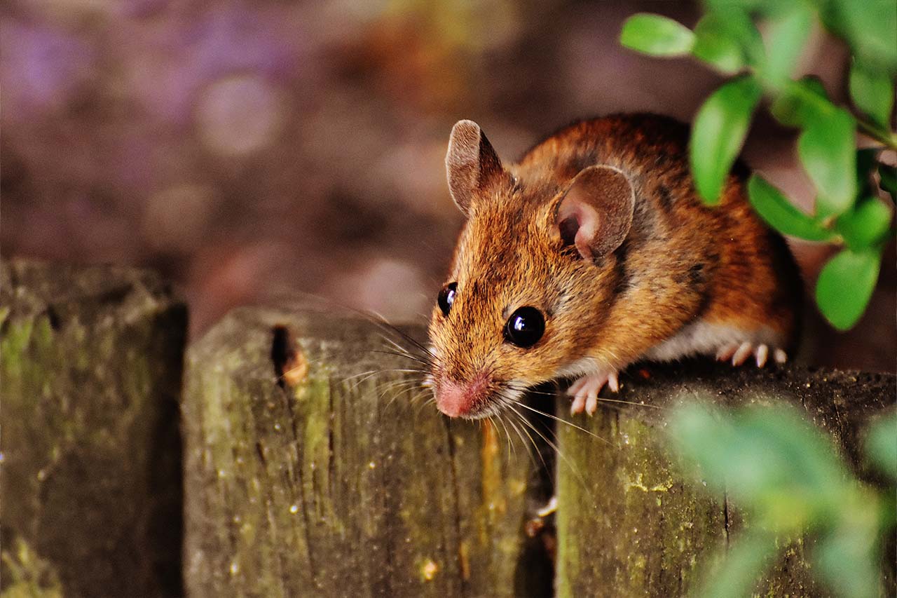 mouse on the fence-blog size}