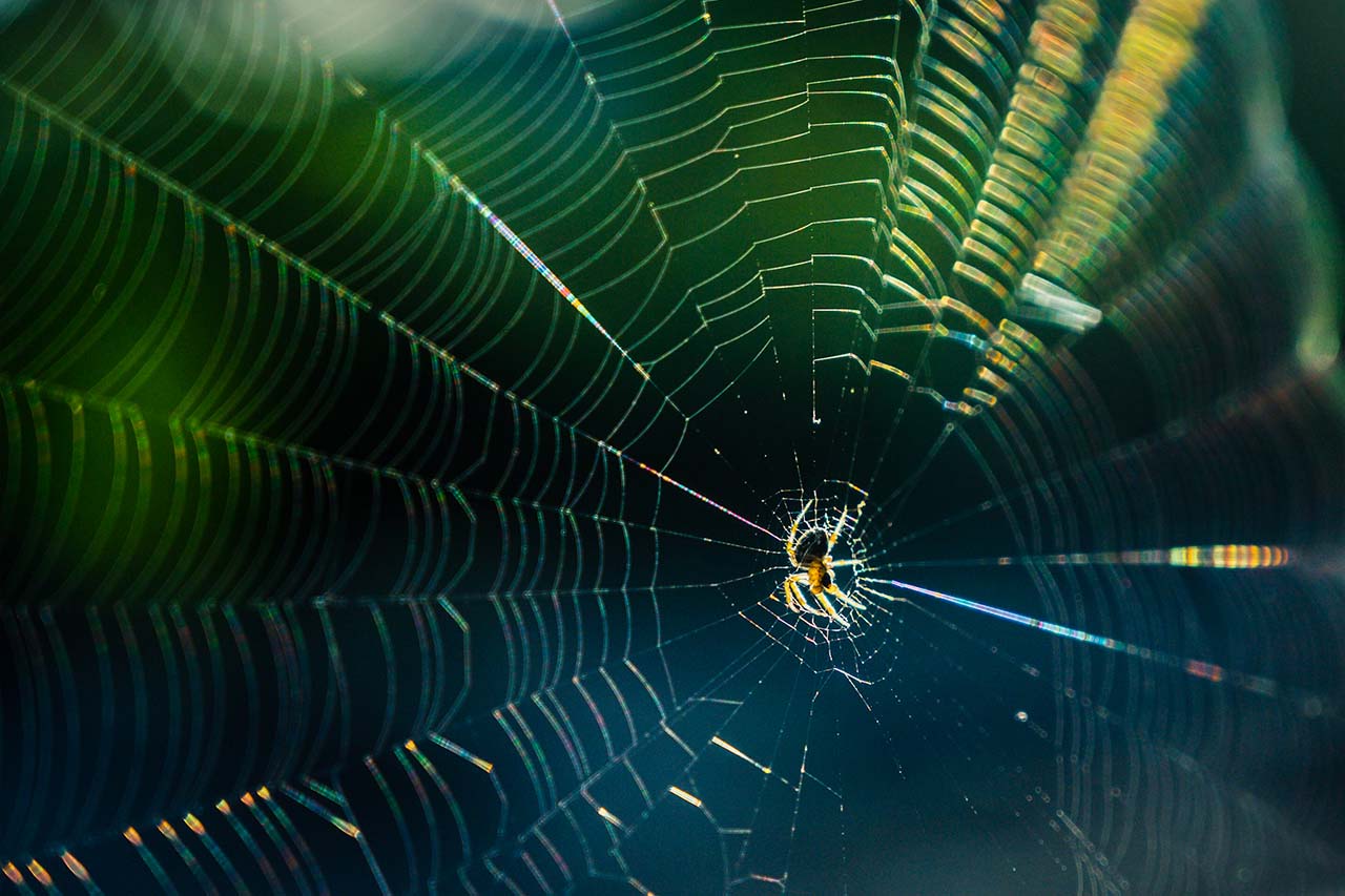 spider web