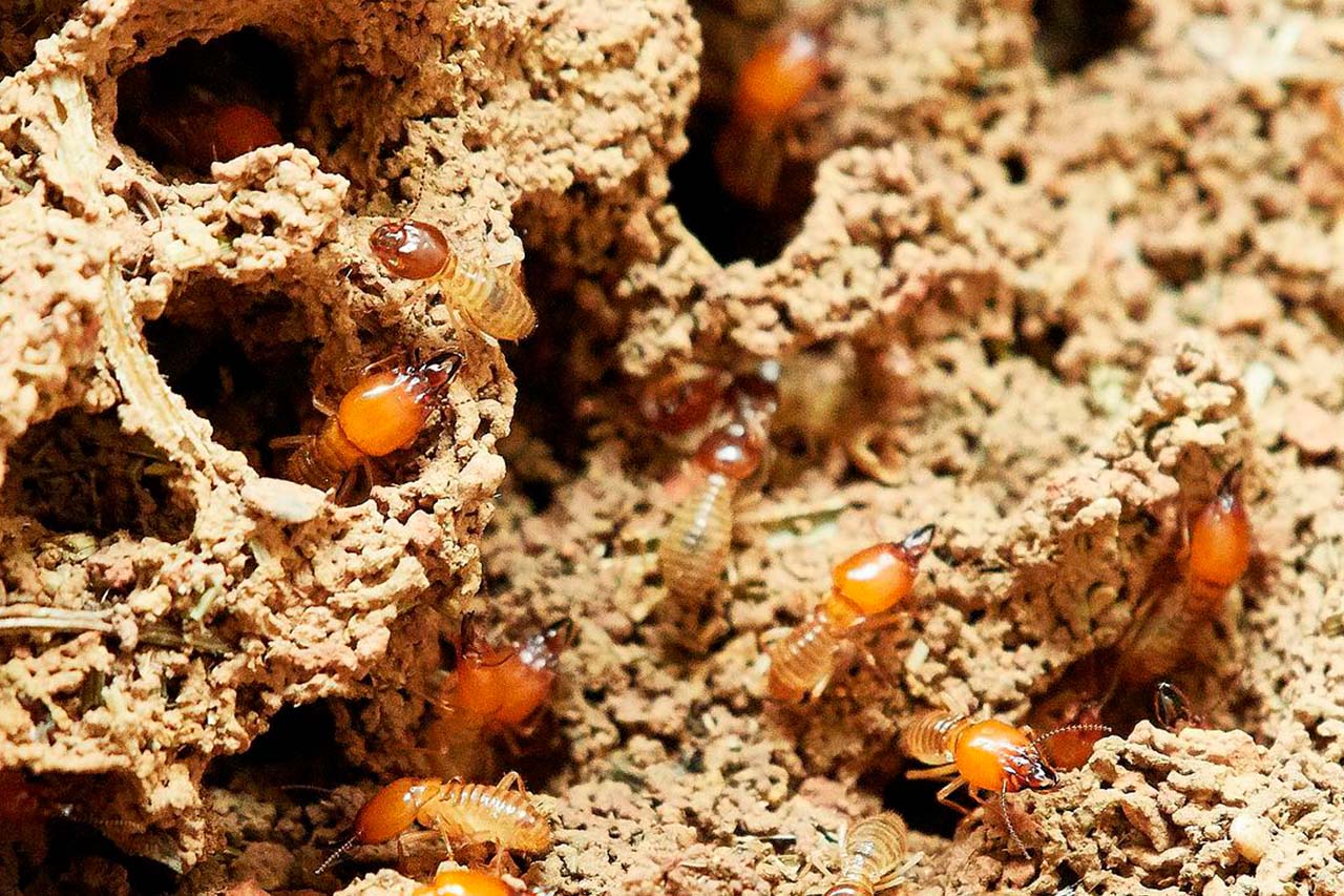 termite colony-blog size