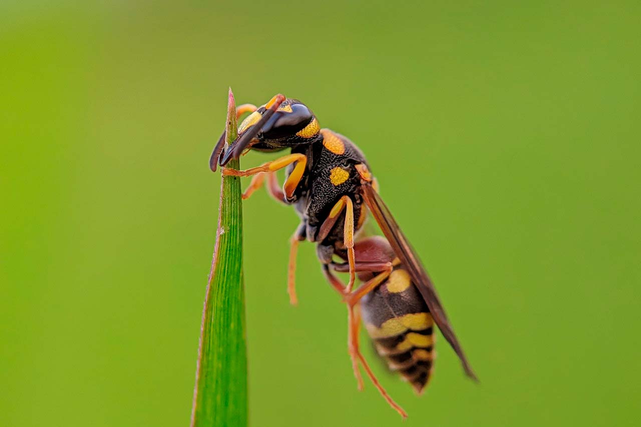 wasp on plant - blog size}