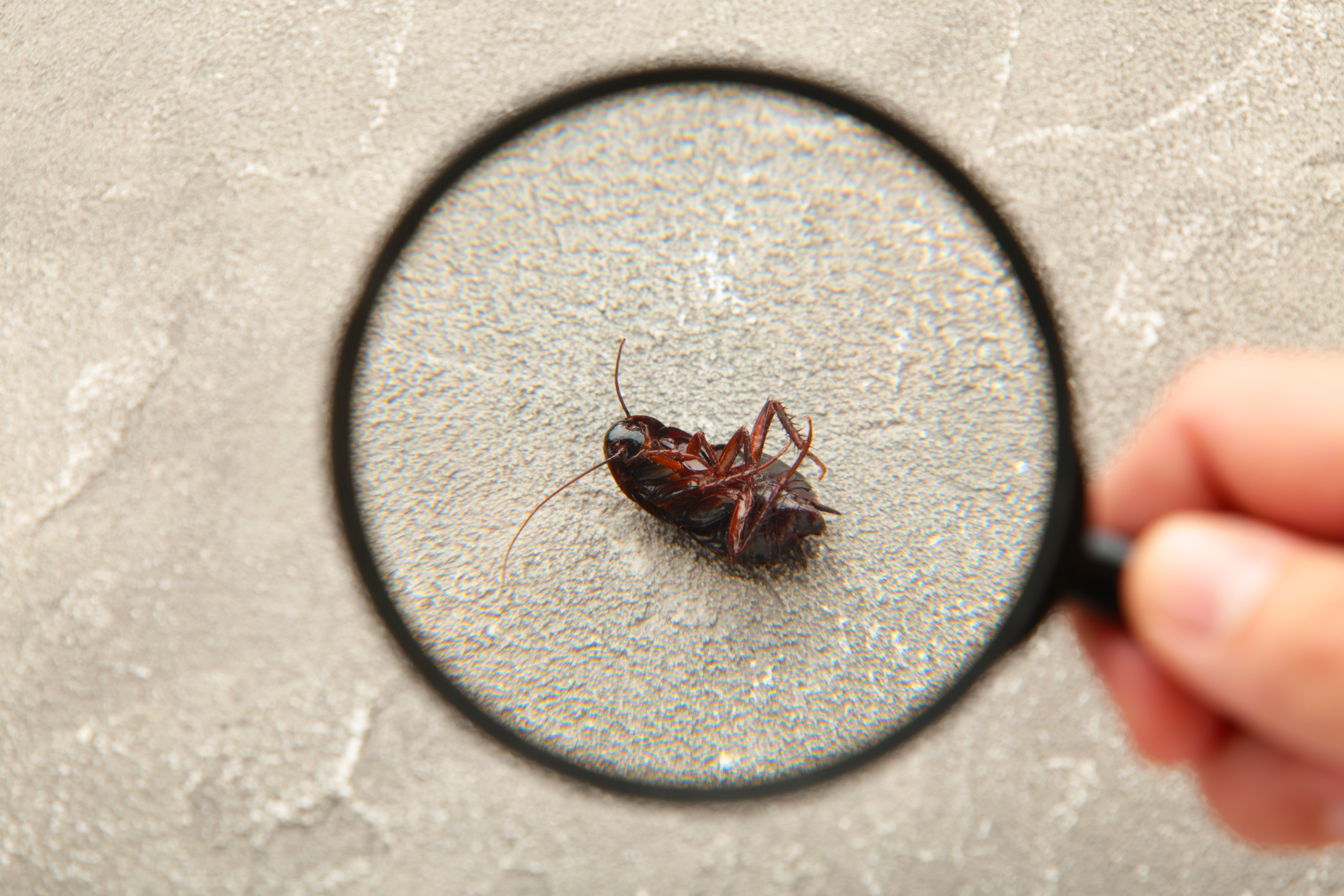 A pest under a magnifying glass - for winter pest control, contact Hello Pest Control.