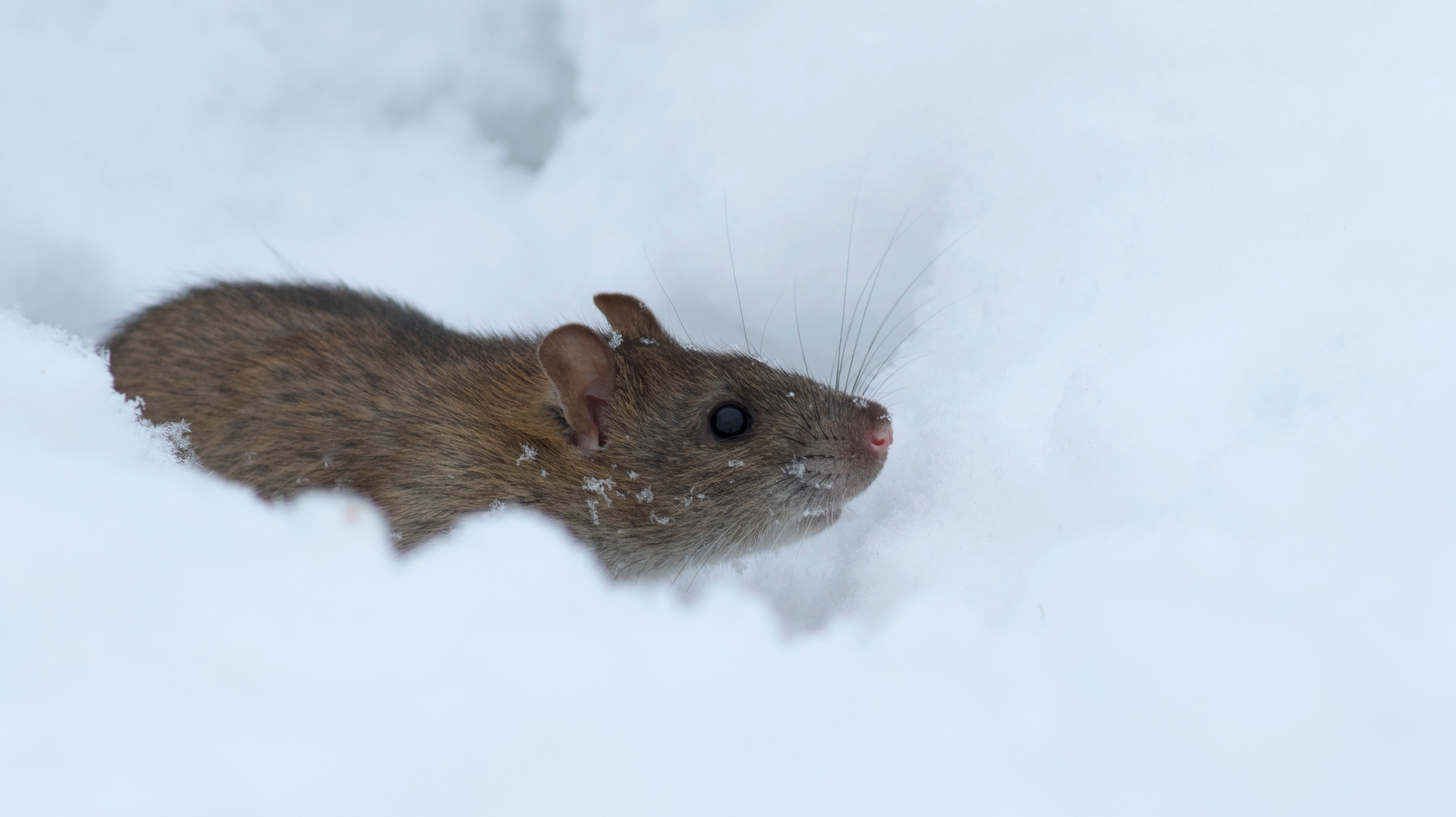 A mouse hidden in the snow - Top Pest Control Tips to Prepare Your Home for Winter Hello Pest Control 