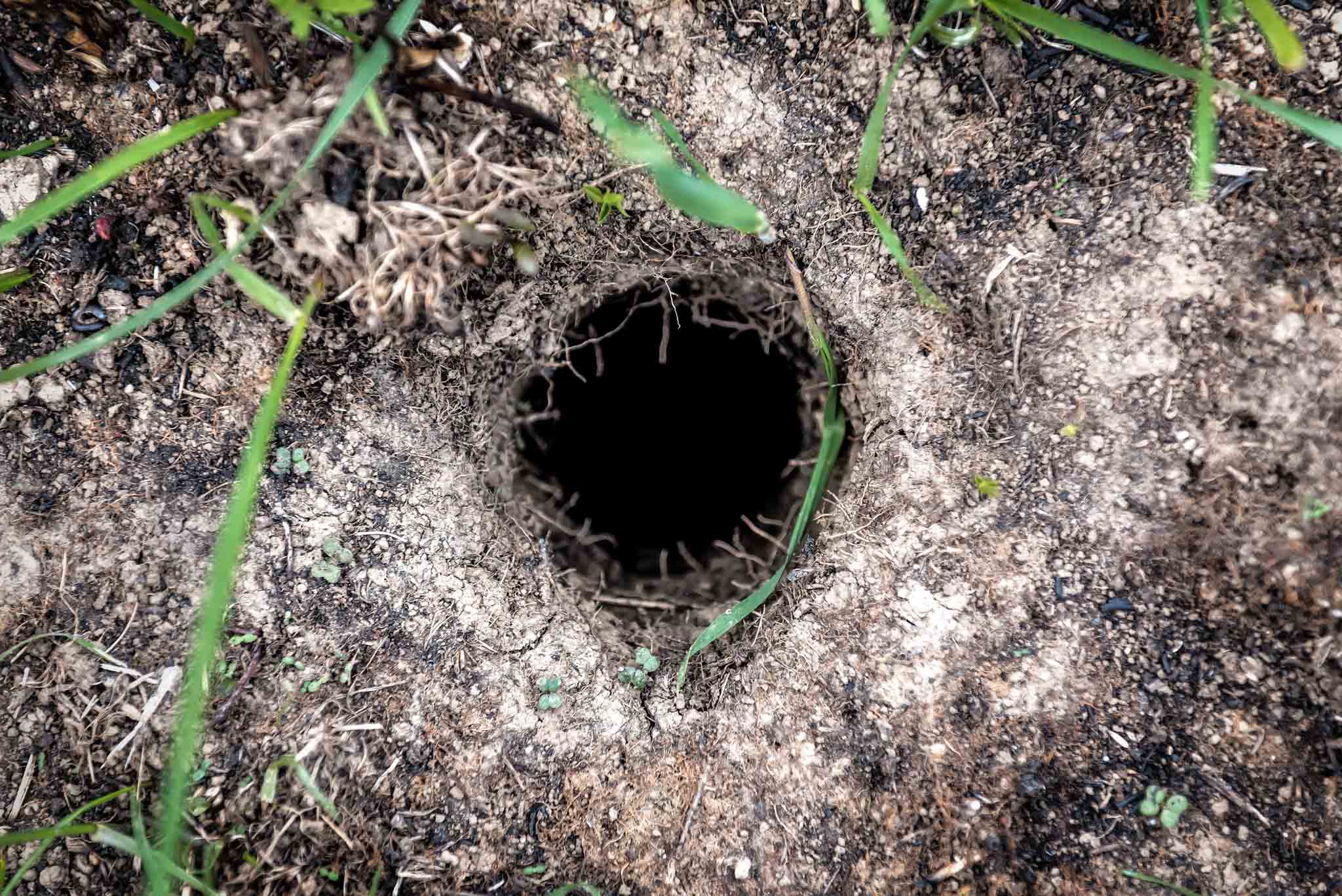 An image of a gopher burrow in a grassy area.