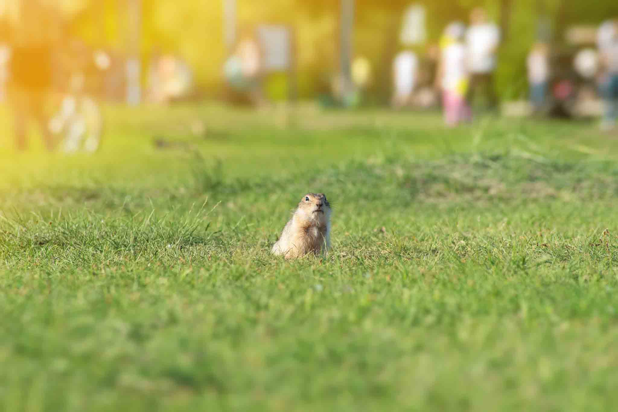 A gopher coming out of a burrow in a residential yard - Contact Hello Pest Control, the best choice for gopher removal in Westchester County, NY.