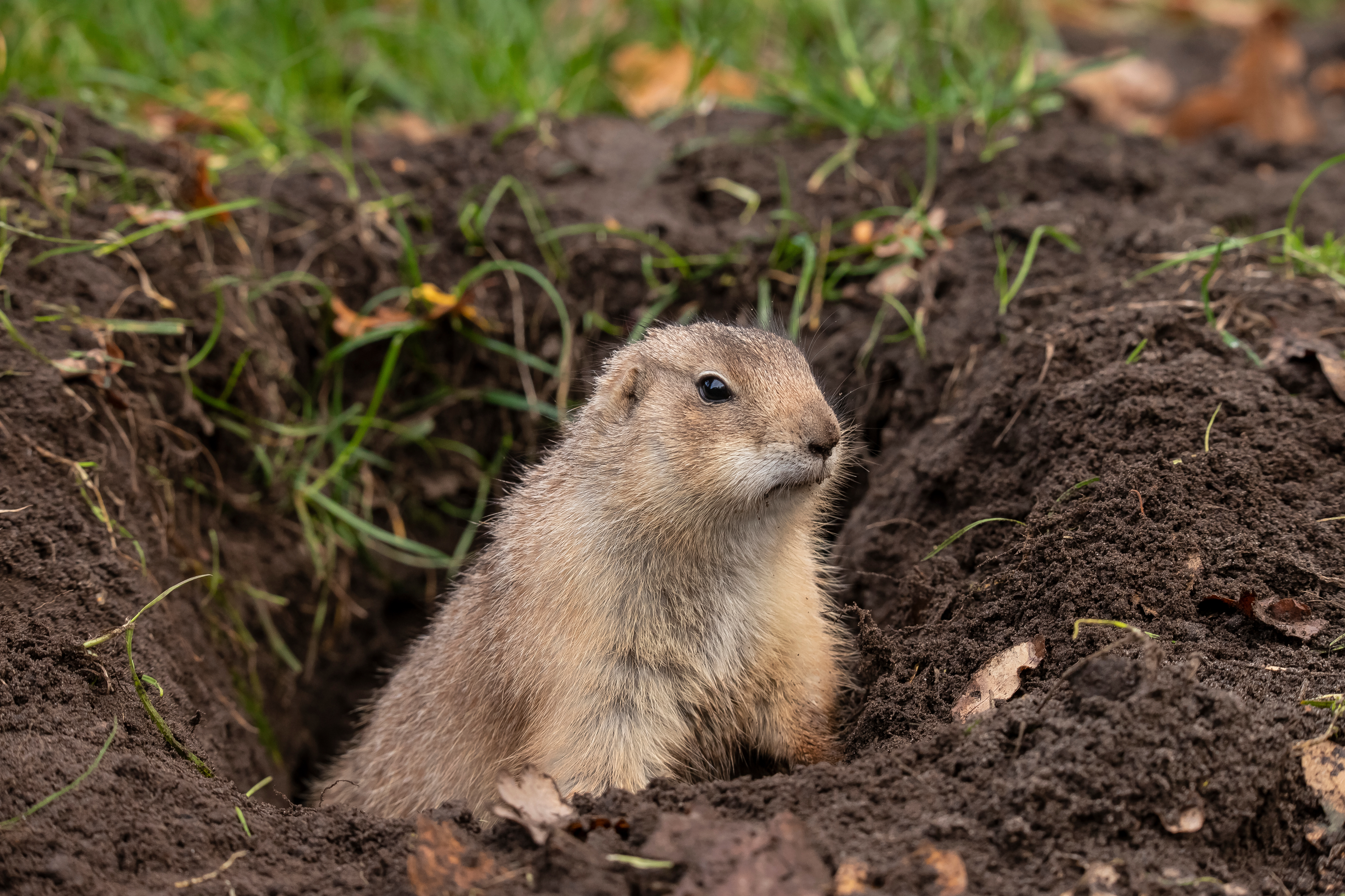 A gopher coming out of its burrow in Westchester County, NY.