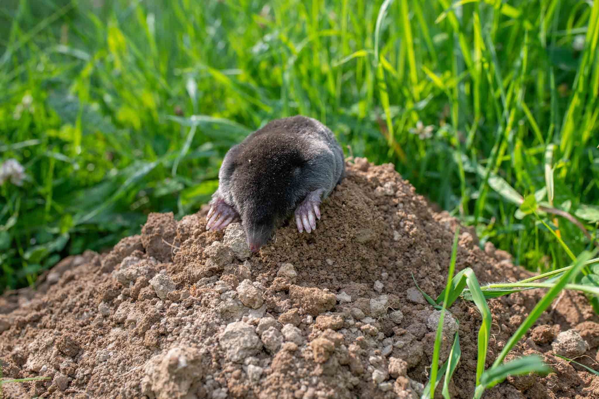 an image of a mole coming out of his hole.}