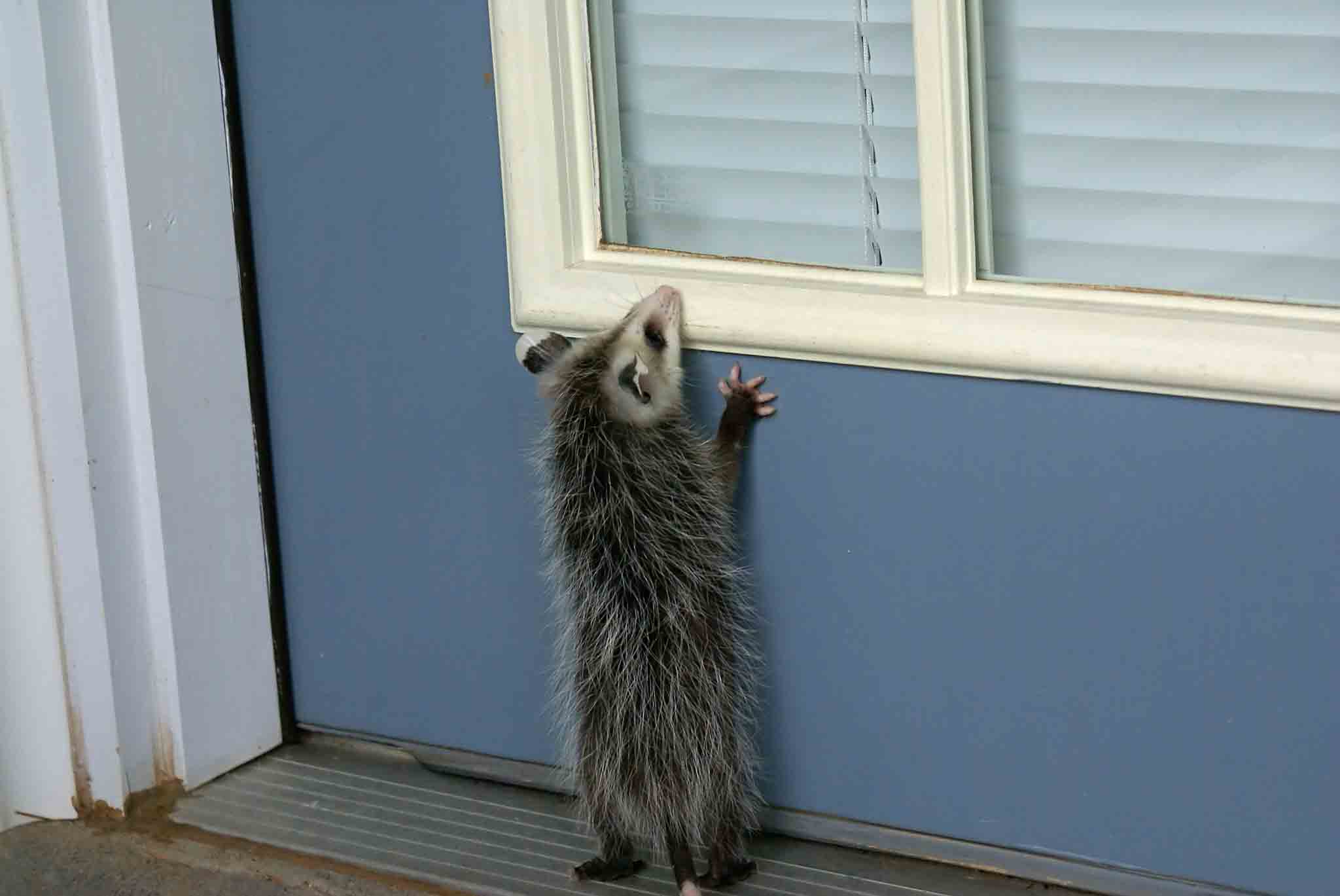 An oppossum pawing at a door - get quick, reliable, and humane wildlife removal services with Hello Pest.