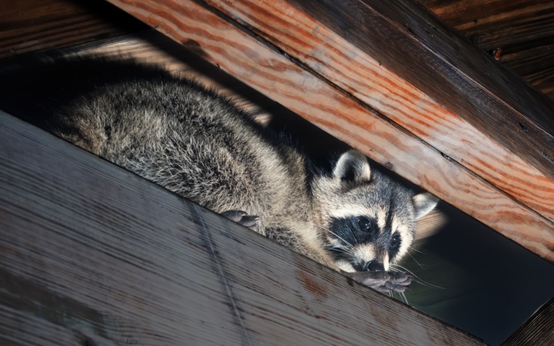 An image of a raccoon hiding in a buildings structure - Hello Pest Control offers wildlife removal to protect your home from damage and disease.