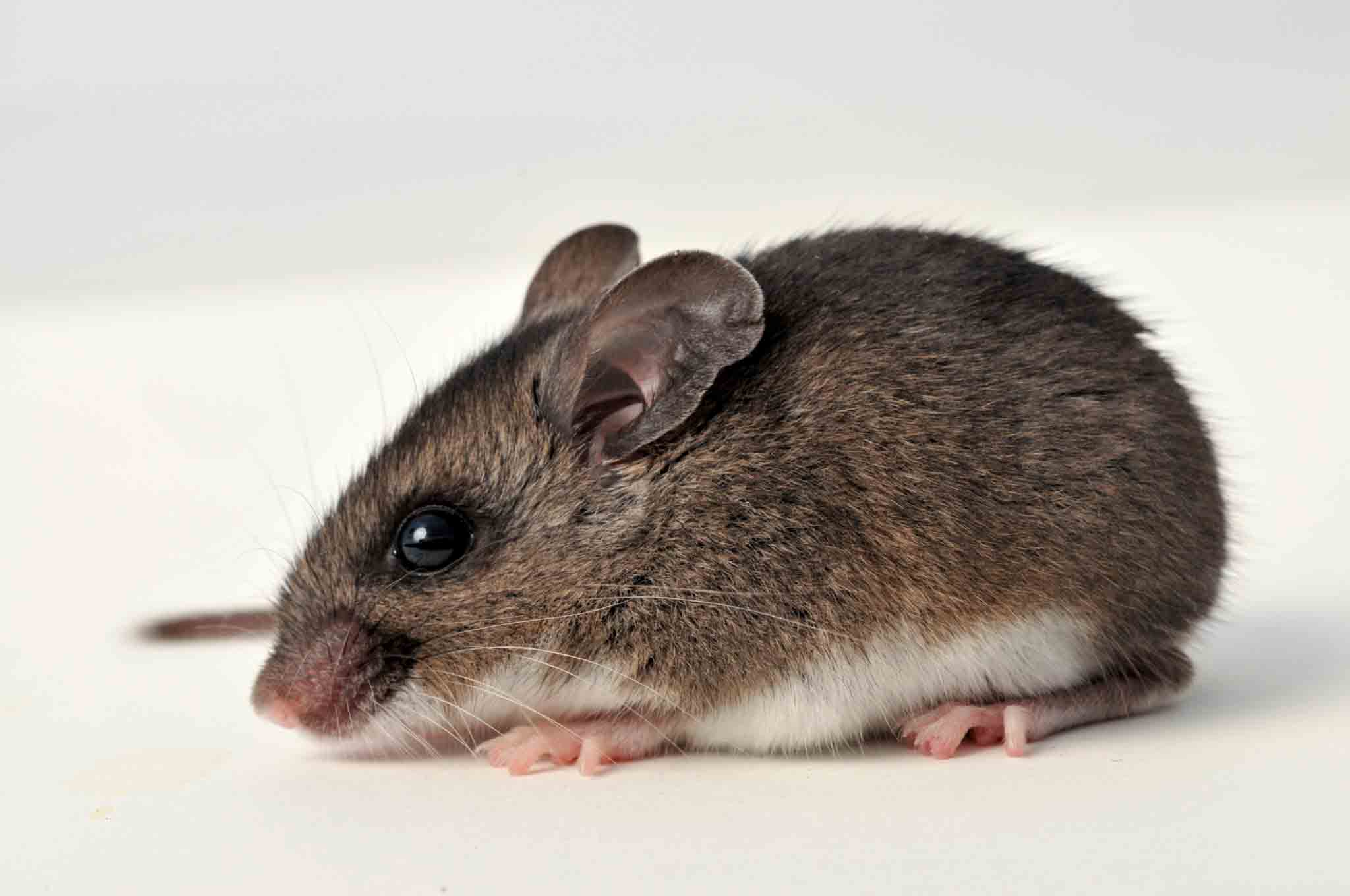 A little deer mouse, choose Hello Pest Control Westchester County services.