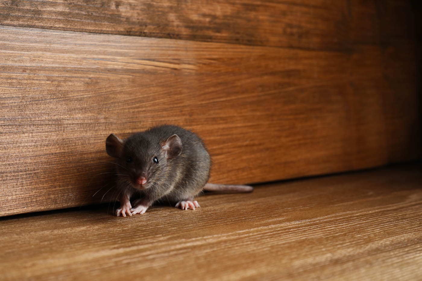 A house mouse hiding by floorboards, contact Hello Pest Control Westchester County.