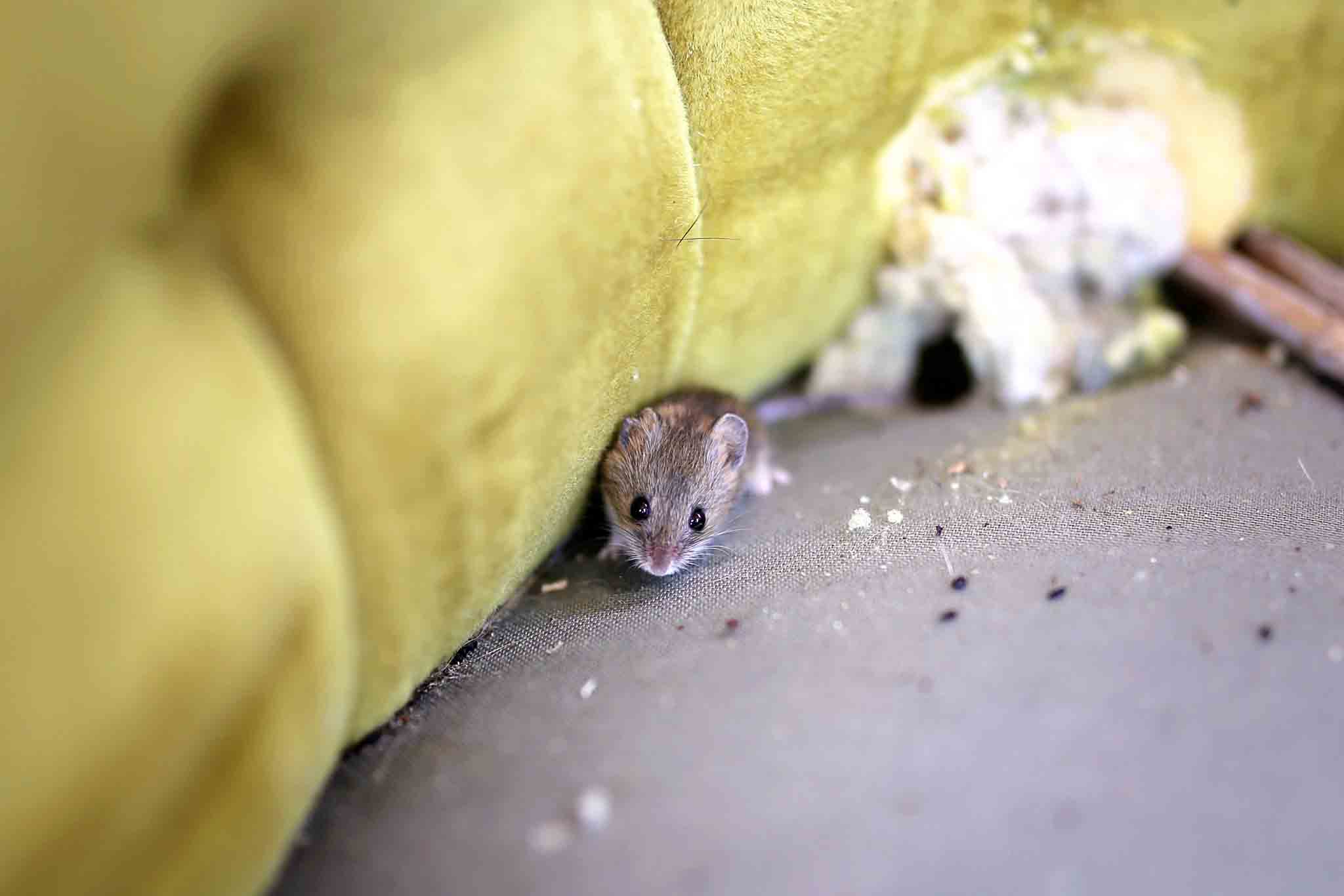 A mouse nested by a green couch, choose Hello Pest Control Westchester County.