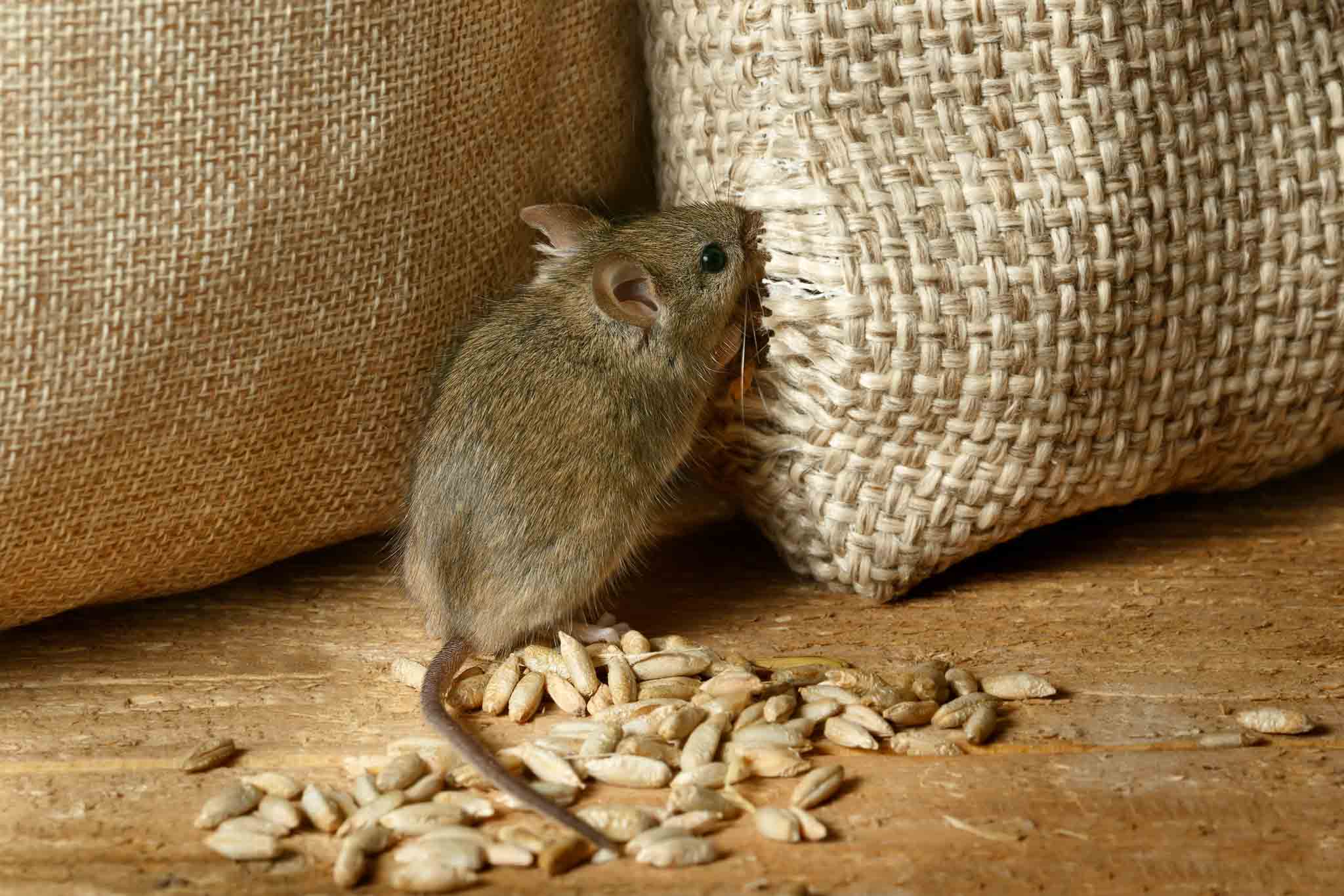 A mouse getting into a food bag, choose Hello Pest Control.