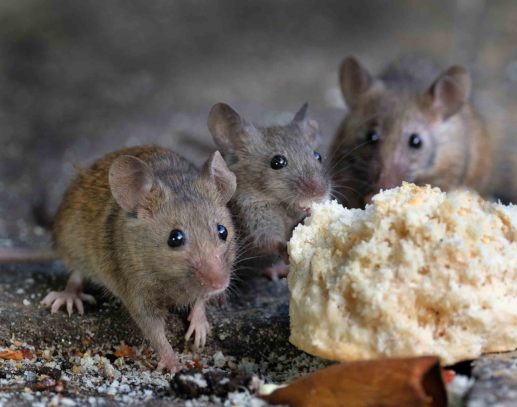 Two brown mice sitting by some bread, choose Hello Pest Control services.