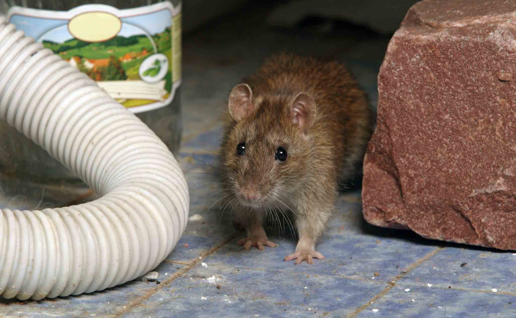 A brown mouse on the floor in a home.