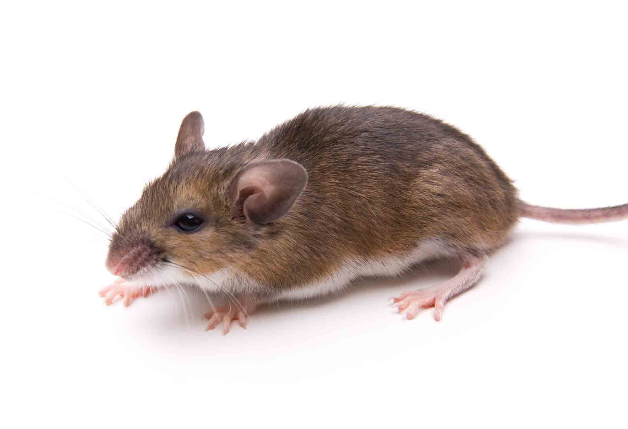 A little white footed mouse, choose Hello Pest Control services.