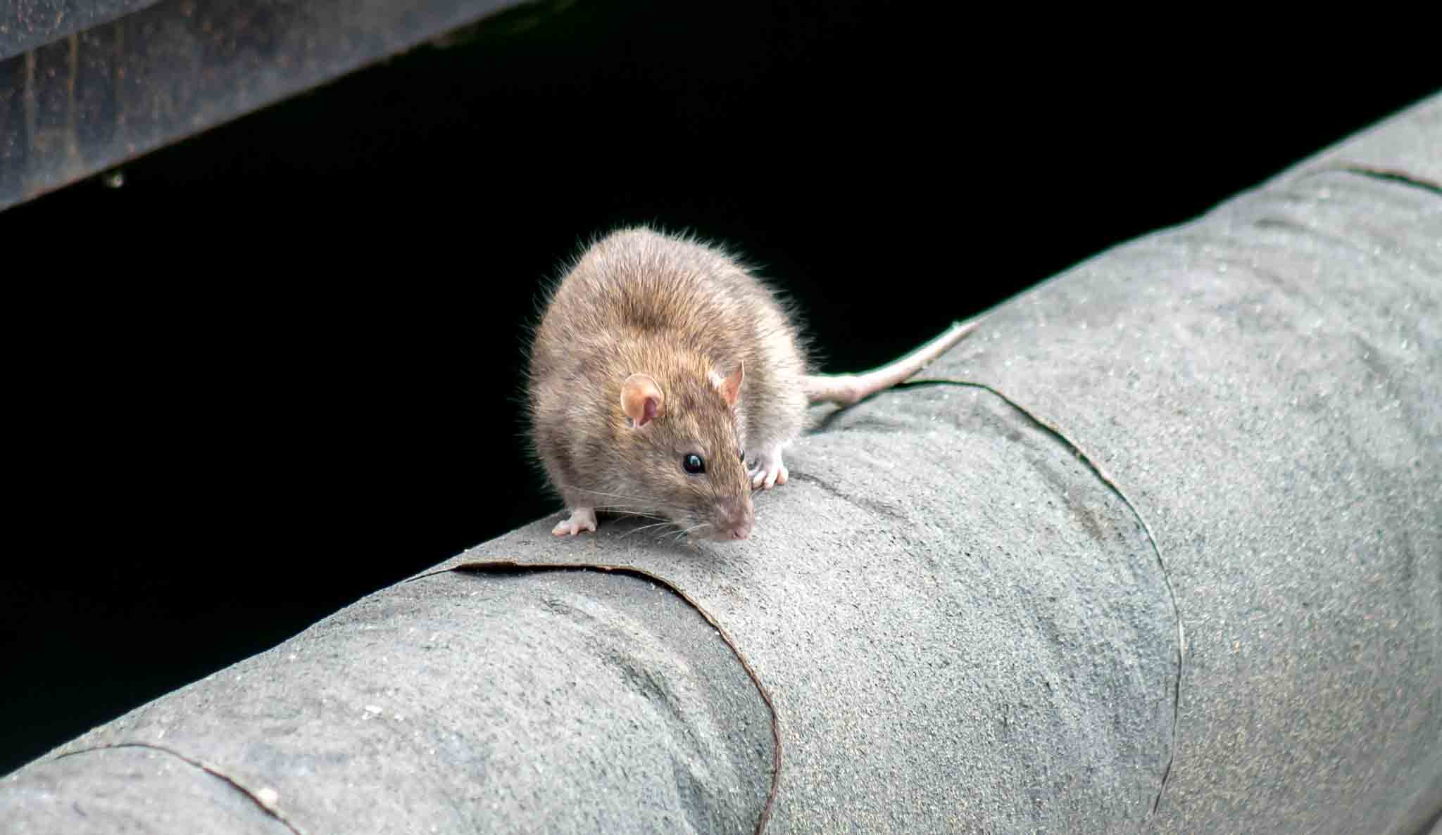 A rat crawling on a city railing, choose Hello Pest Control Westchester County.