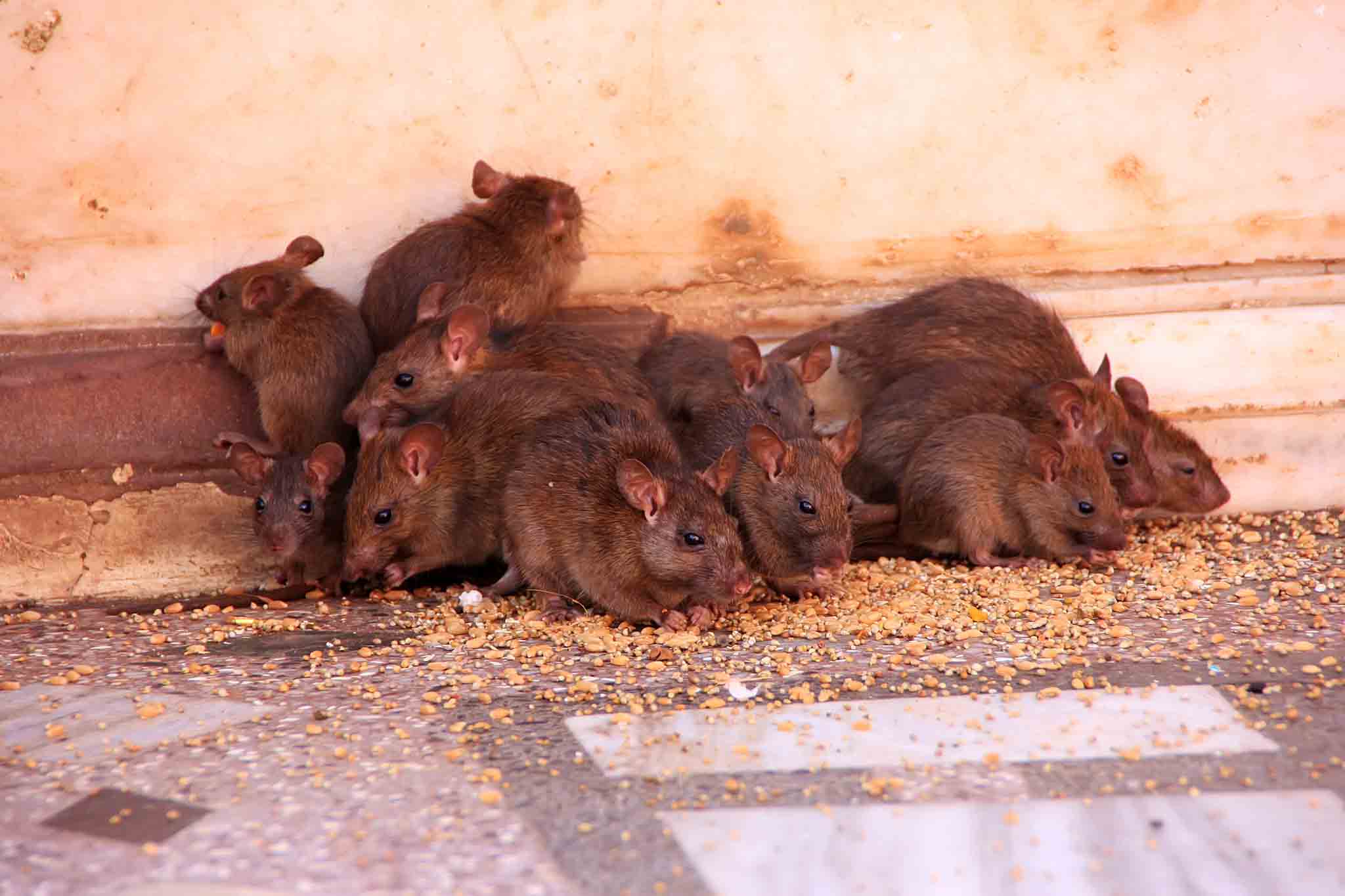 A group of rats piled on top of each other, choose Hello Pest Control services.