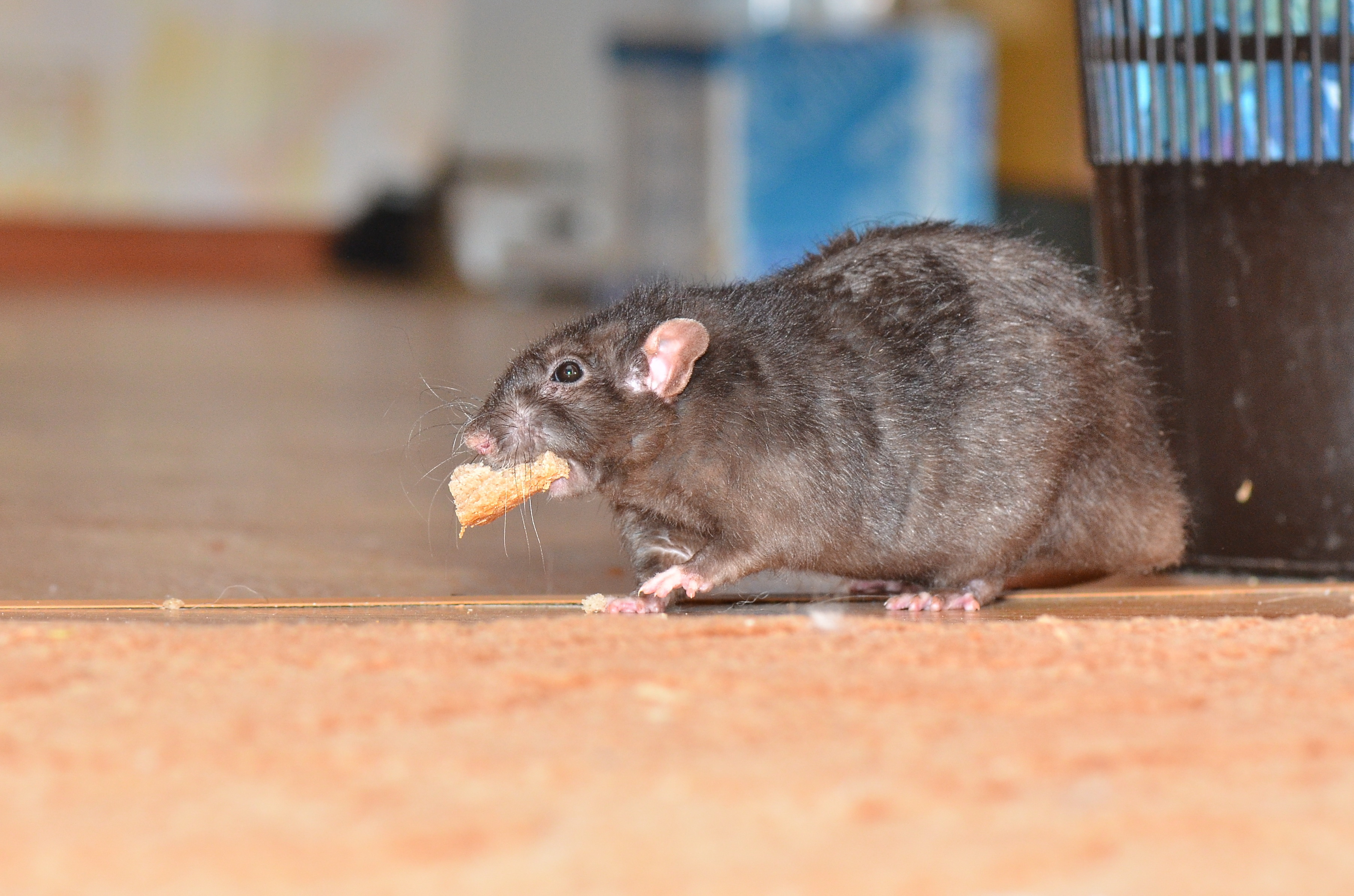 A rat with food in his mouth - for a rat exterminator, contact Hello Pest Control.