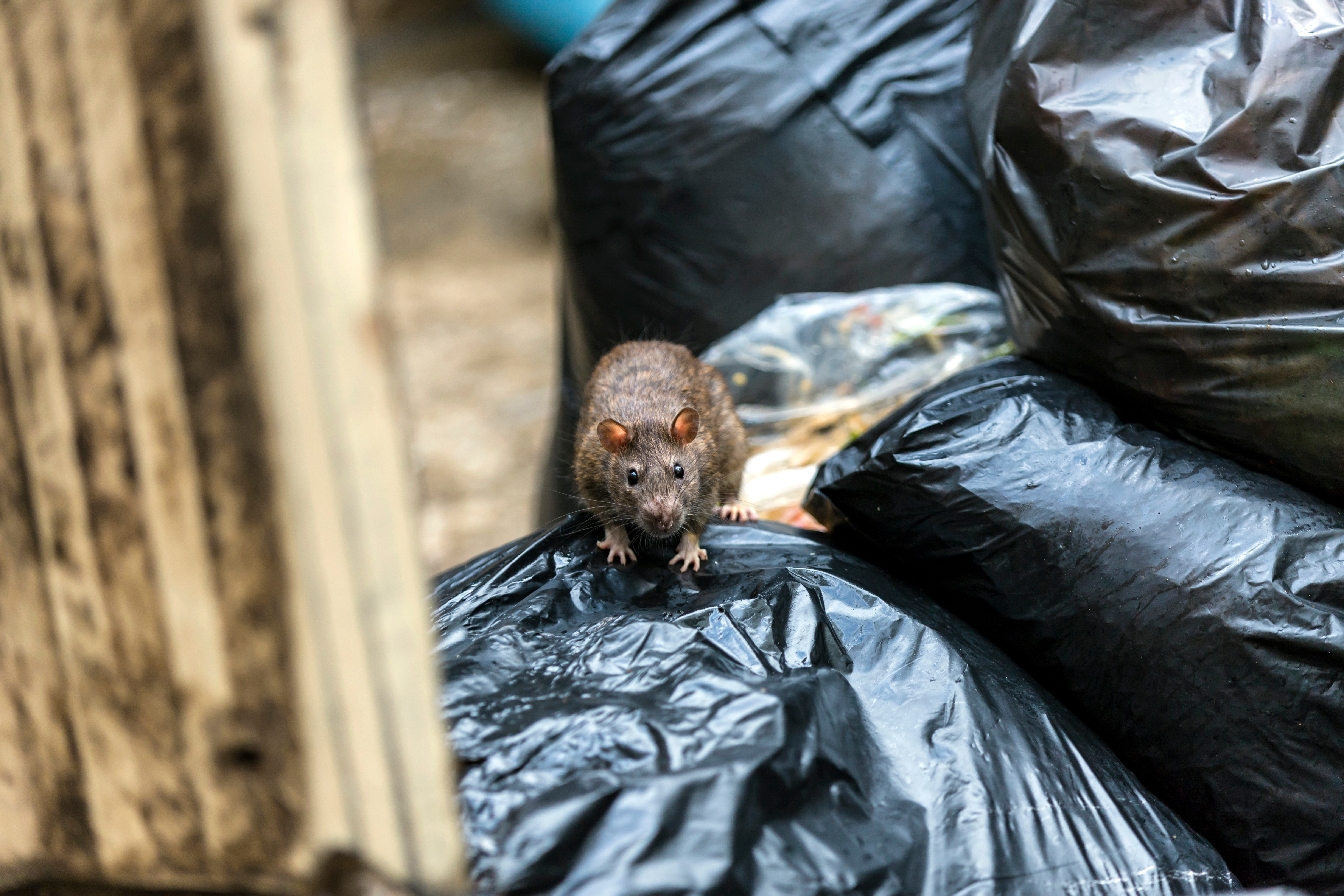 A rat on a grabage bag.