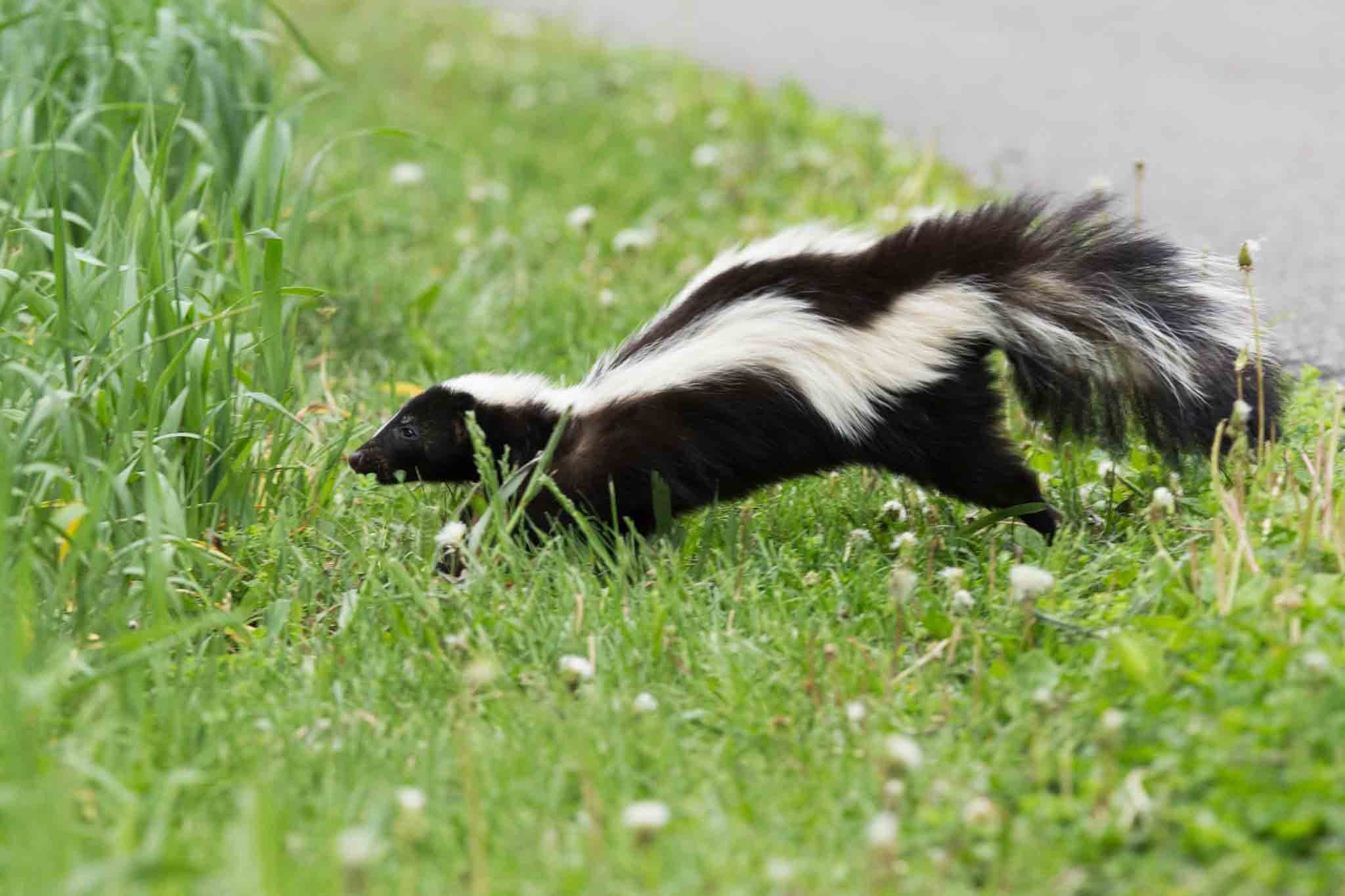 A skunk in a residential area - if you are struggling with wild animals in your home, contact Hello Pest Control's animal pest control in Westchester County, NY.