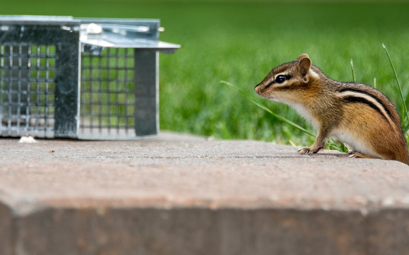 An image of a squirrel and human trapping device - schedule your wildlife removal service in Westchester County, NY with Hello Pest today.