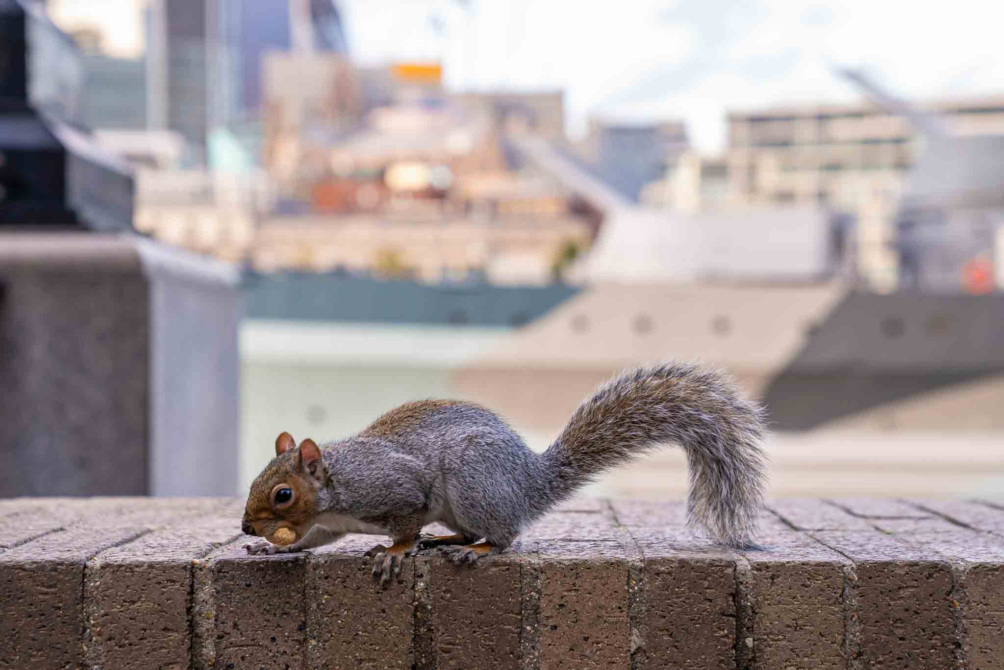 Hello Pest - A picture of a squirrel - contact Hello Pest to discuss our vermin control!