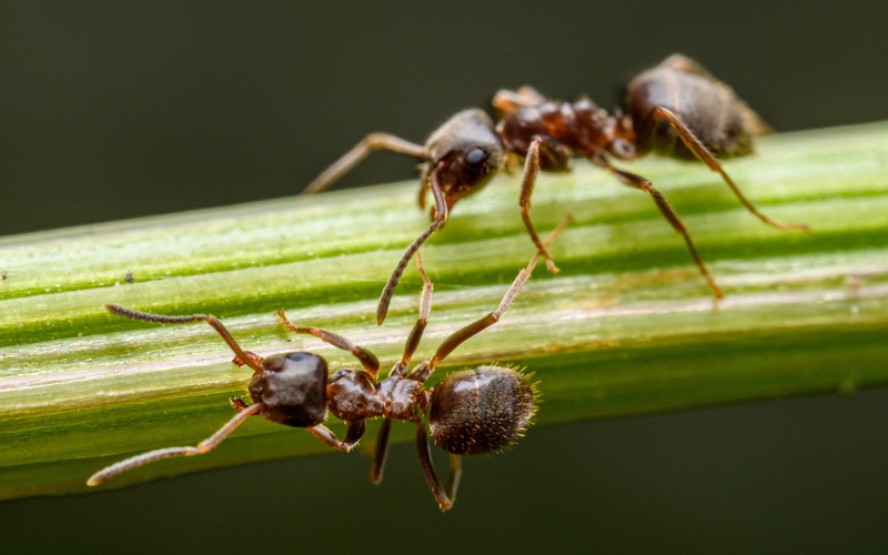 Hello Pest - an image of ants.