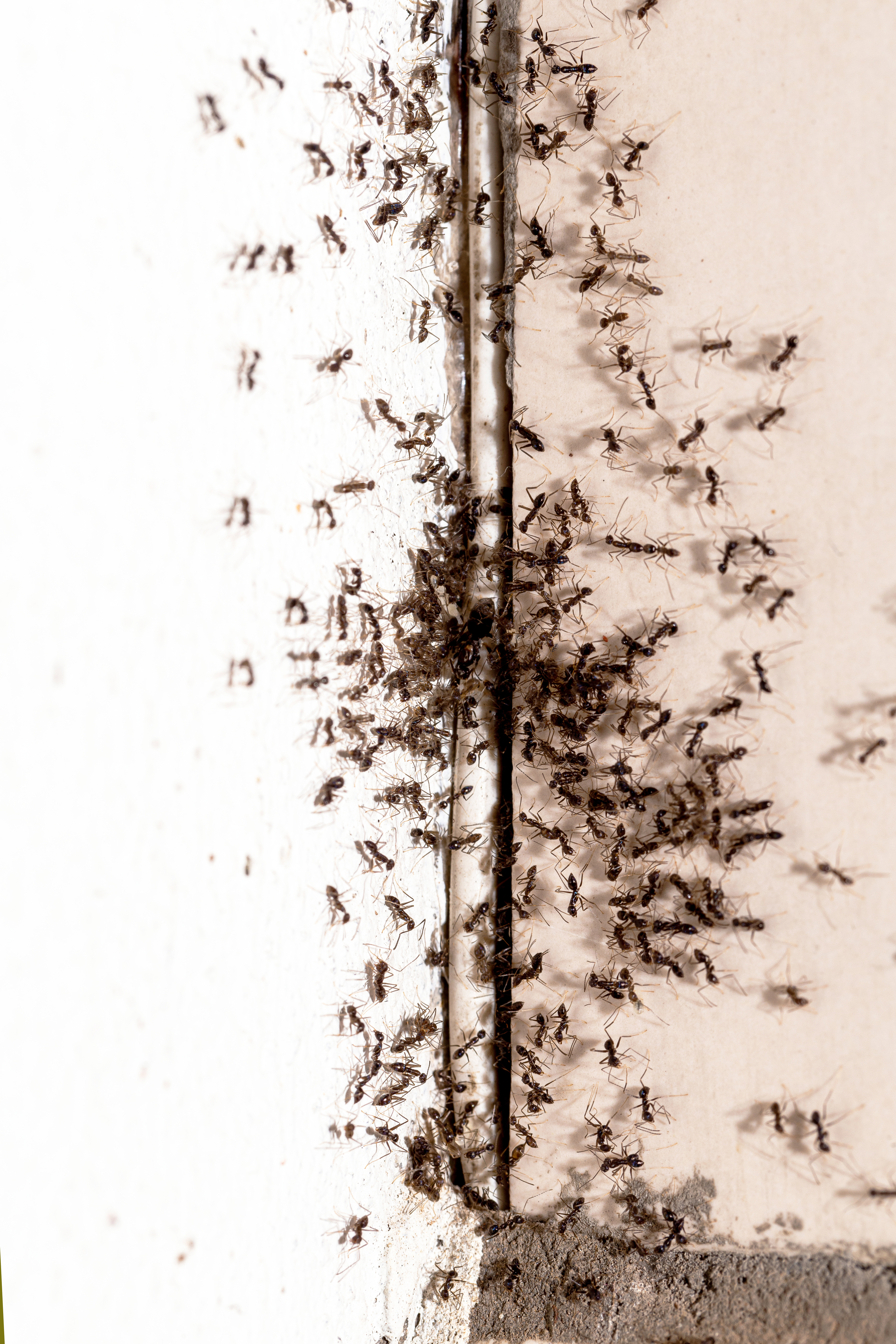 A group of ants on a table - Hello Pest Control is your reliable home exterminator.