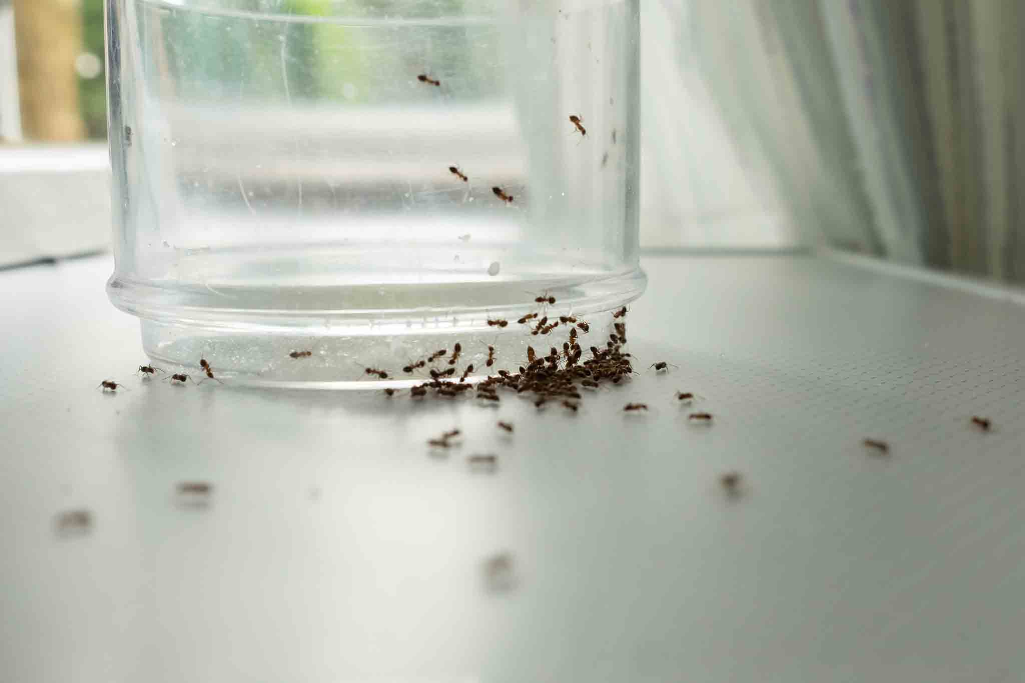 Hello Pest Control Westchester County provides comprehensive ant pest control. 