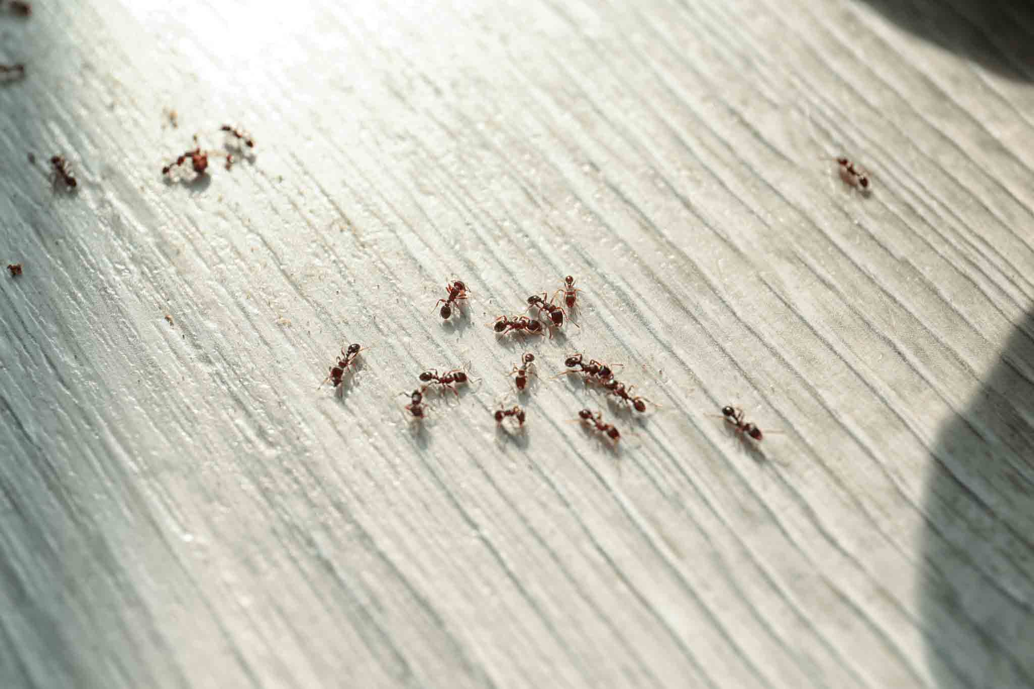 Hello Pest Control Westchester County offers pest control for pavement ants.