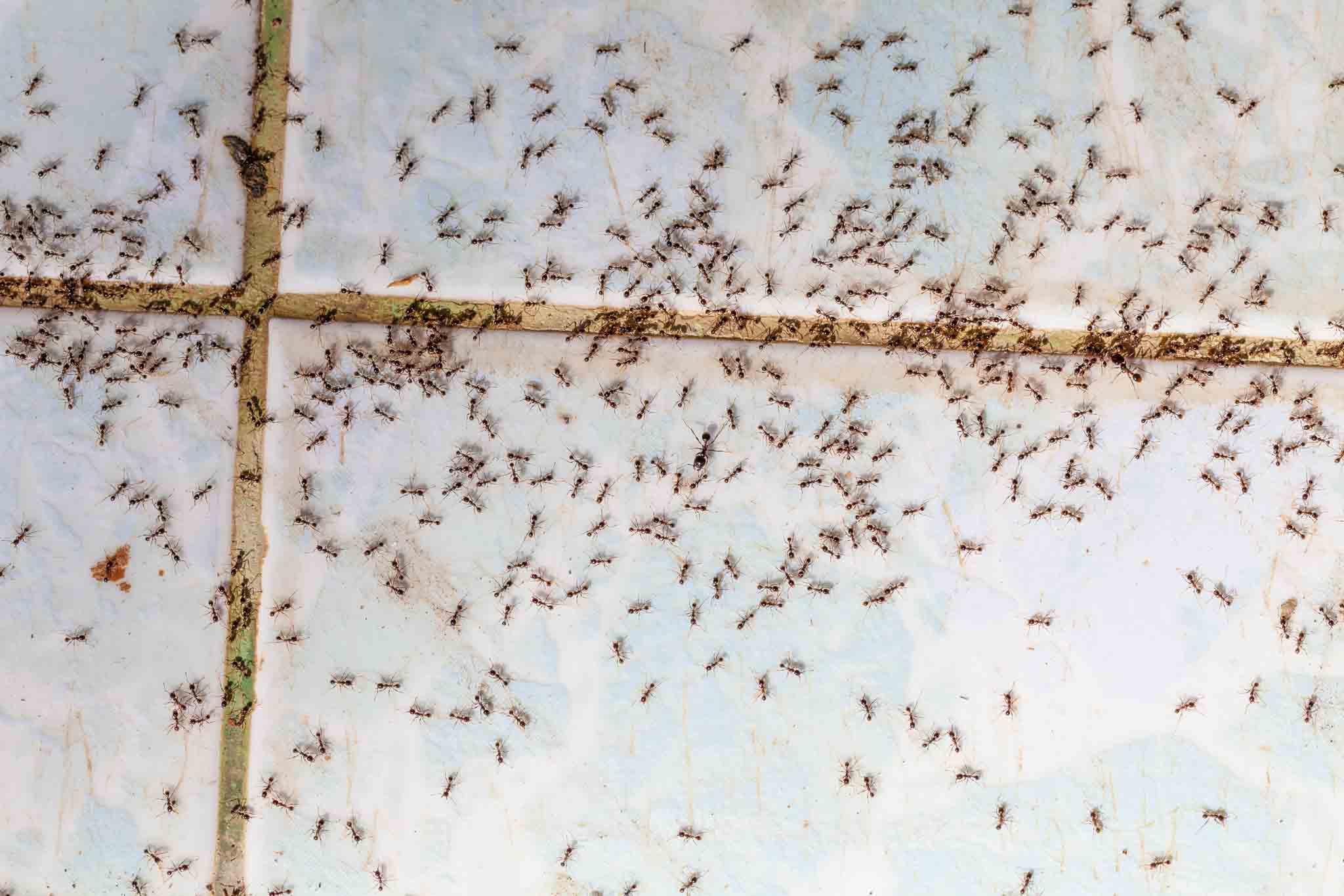 A large swarm of ants inside of a home - contact Hello Pest for a reliable ant exterminator.