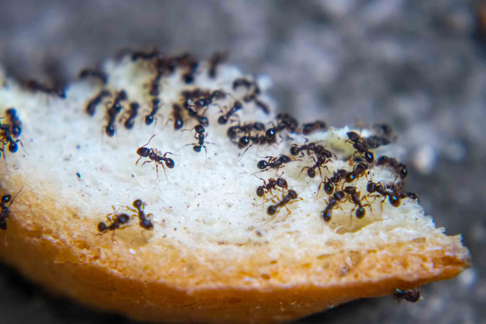 Ants on a piece of bread, choose Hello Pest Control for pest control.