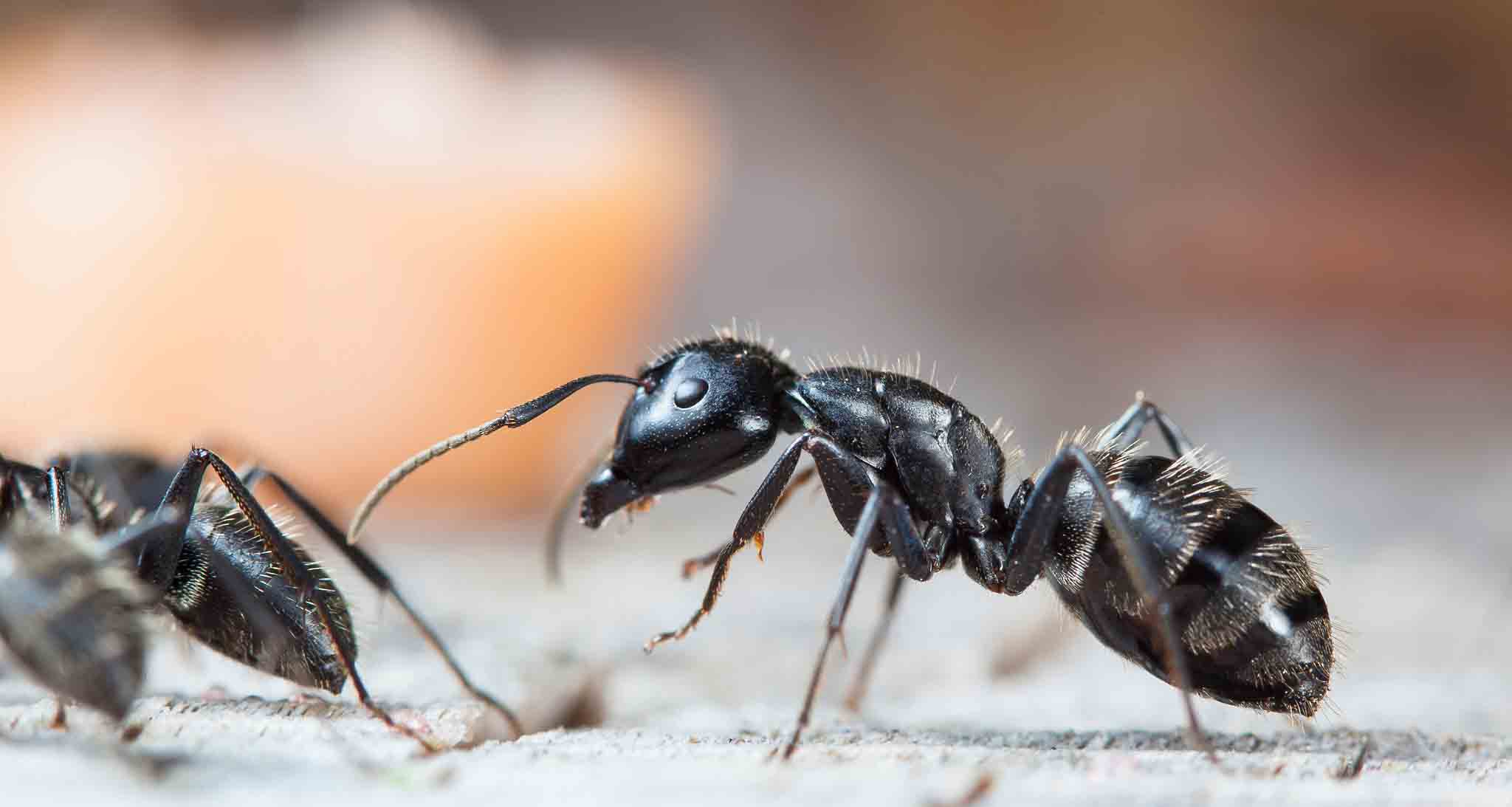 A closeup image of a ants on the floor - Hello Pest Control is your go-to insect exterminator in Westchester County, NY.