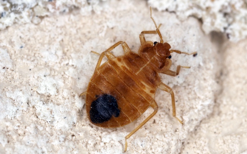 Hello Pest - a closeup image of a bedbug.