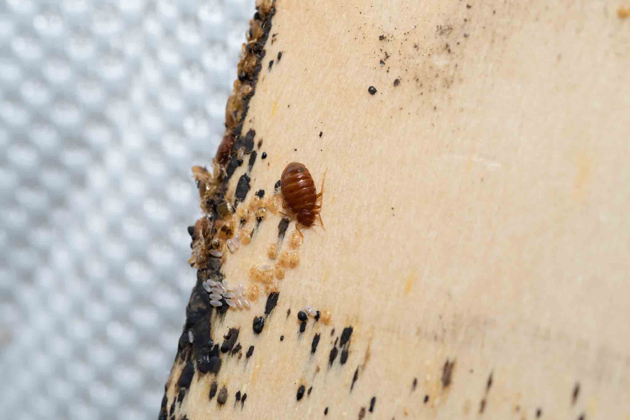 Signs of a bed bug inspection, contact Hello Pest Control Westchester County for bed bug pest control.