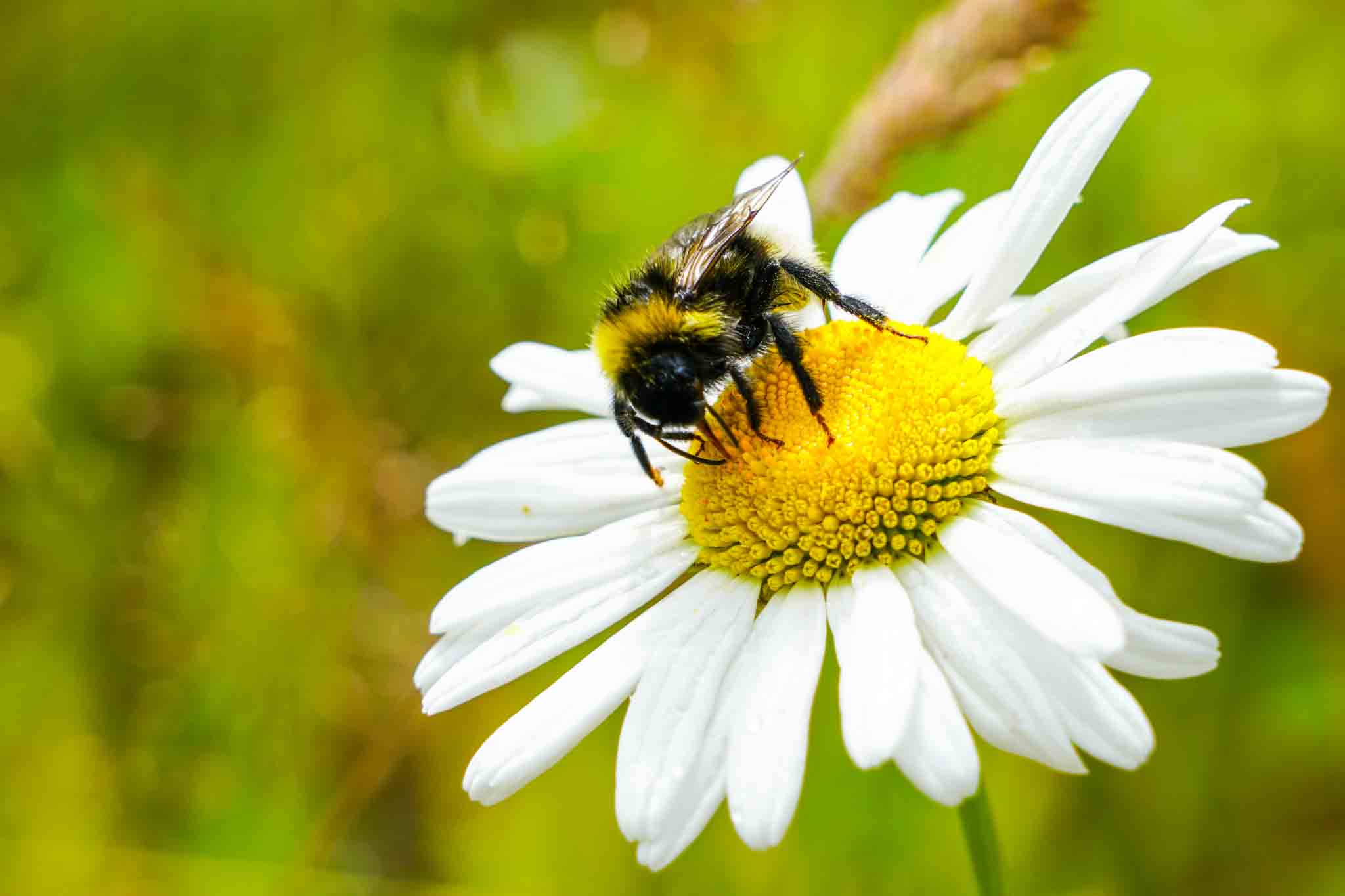 A bumble bee on a white daisy, choose Hello Pest Control Westchester County.