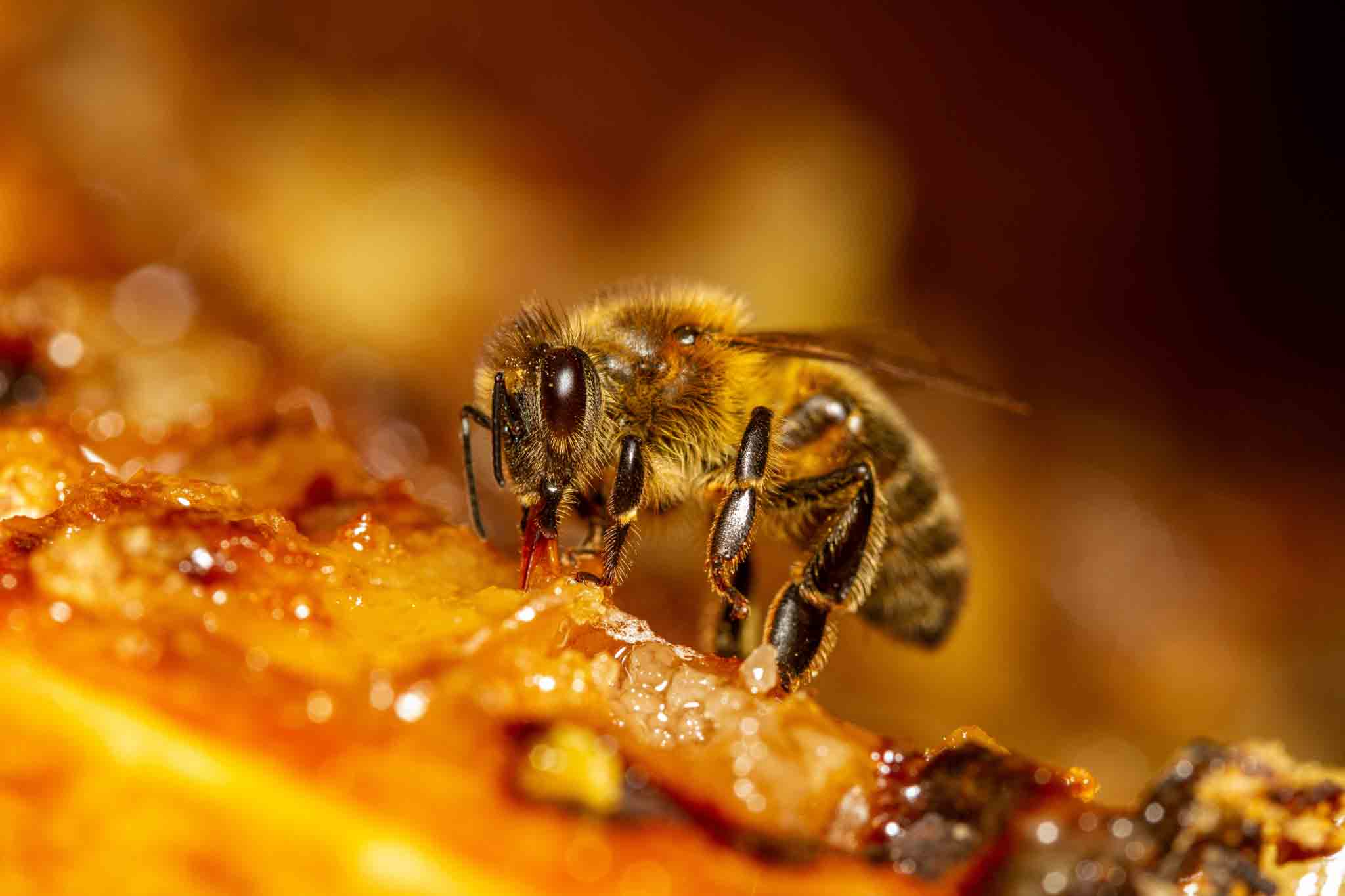 A honey bee in honey, choose Hello Pest Control Westchester County.