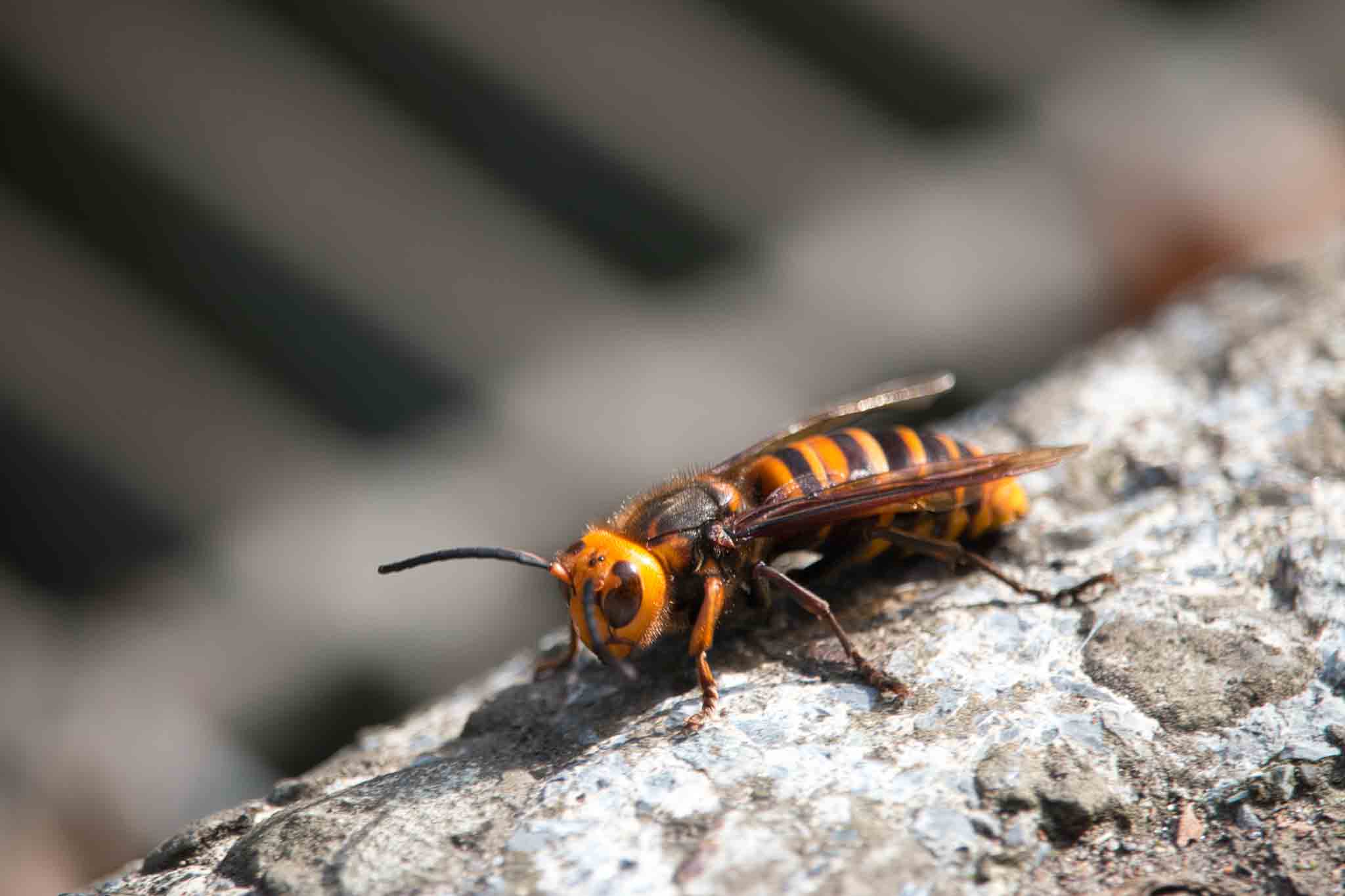 A killer bee on a log, choose Hello Pest Control Westchester County to help with prevention.