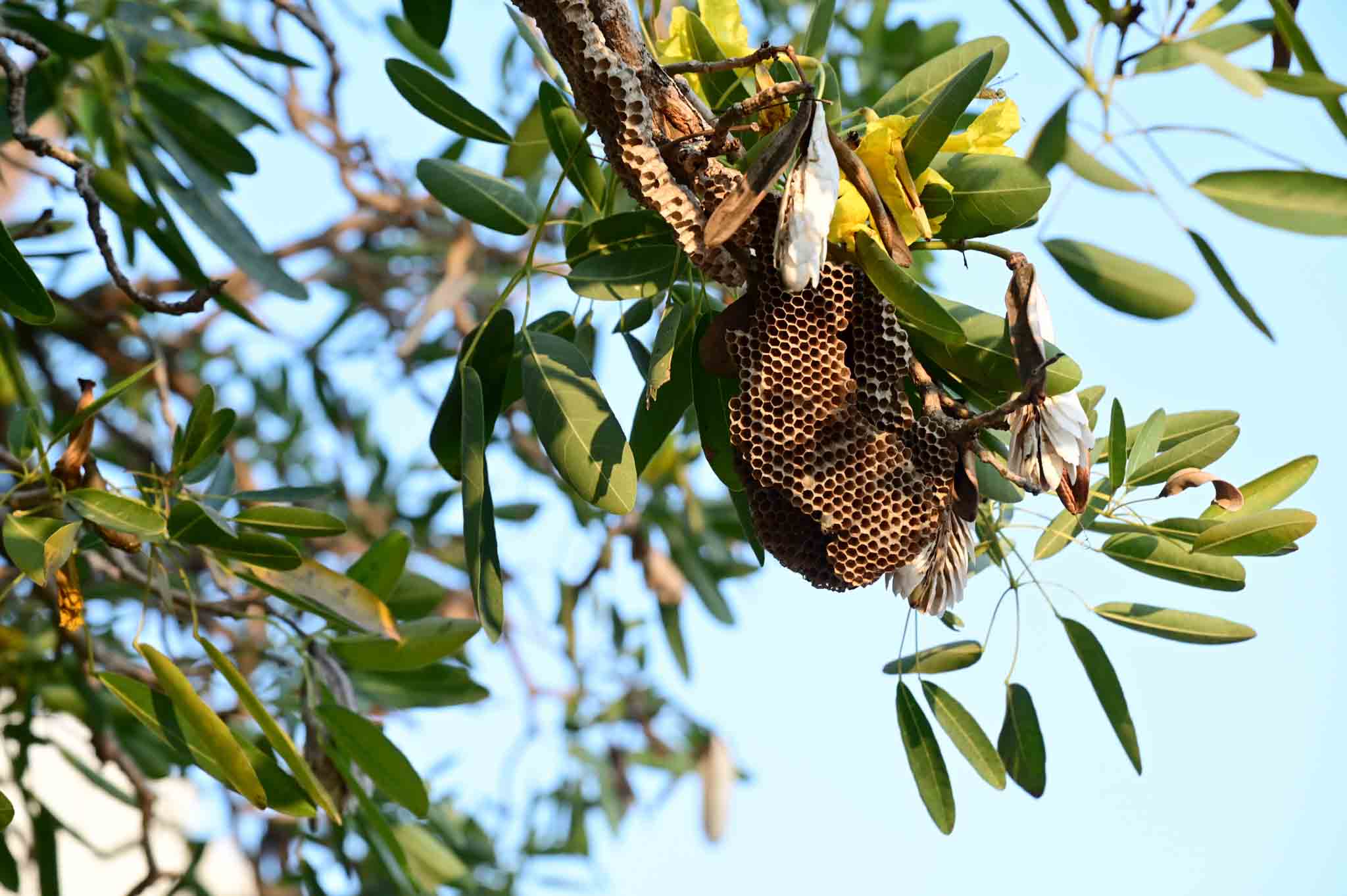 A bee nest in a tree, contact Hello Pest Control Westchester County for bee removal services.