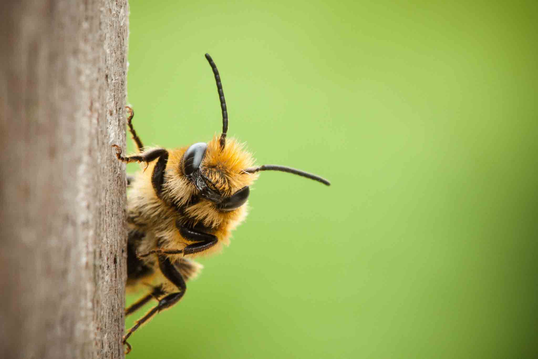 A bee sitting on a tree, contact Hello Pest Control Westchester County for safe bee removal.