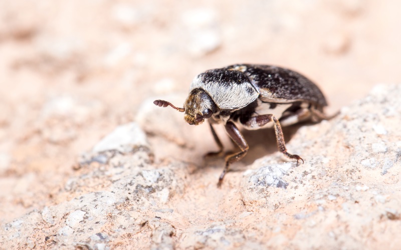 Hello Pest - a closeup image of a carpet beetle, commonly found in Westchester County.